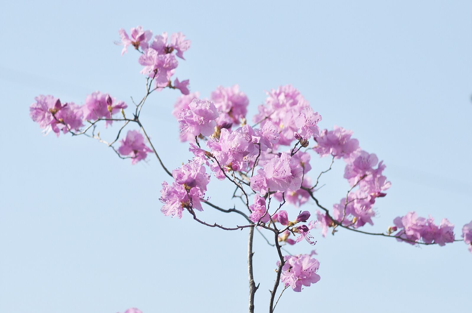 Nikon D90 sample photo. Korean rosebay, flowers, spring photography