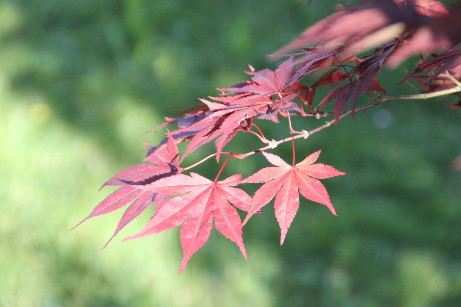 Canon EOS 500D (EOS Rebel T1i / EOS Kiss X3) sample photo. Maple, red leaves, japanese photography