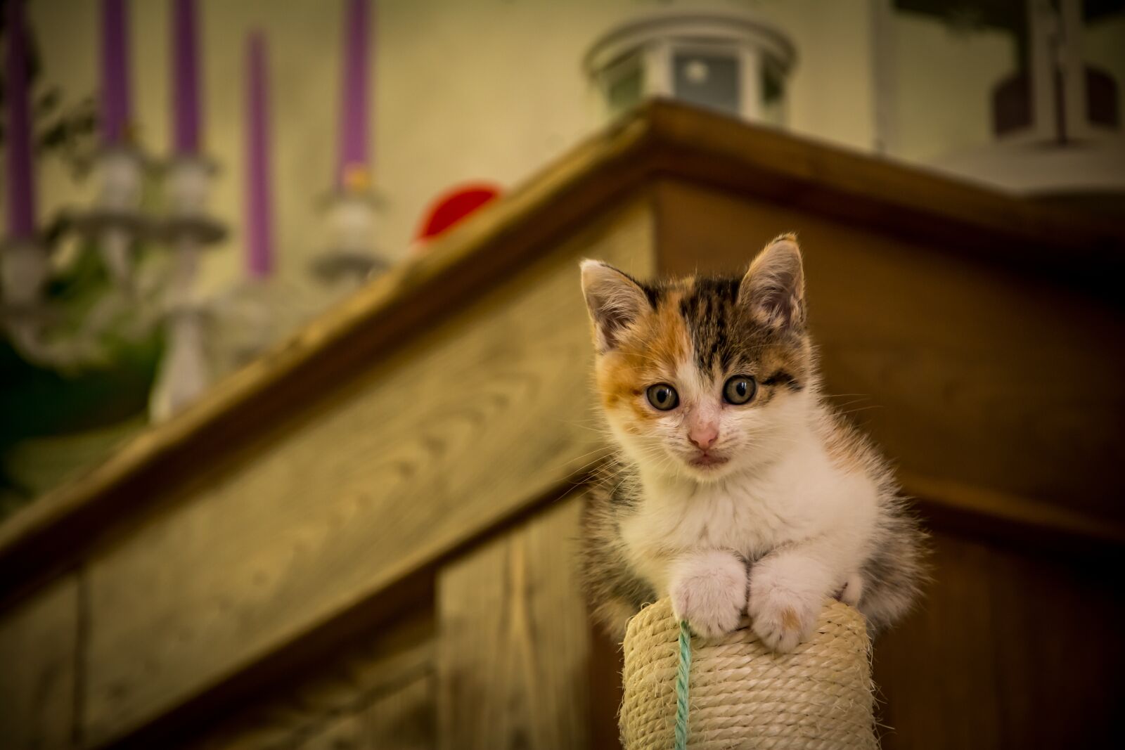 Nikon D7100 sample photo. Cat, kitten, animal photography