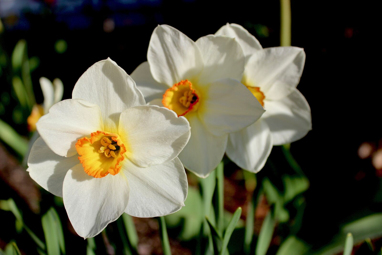 Canon EOS 600D (Rebel EOS T3i / EOS Kiss X5) sample photo. Spring, flower, nature photography