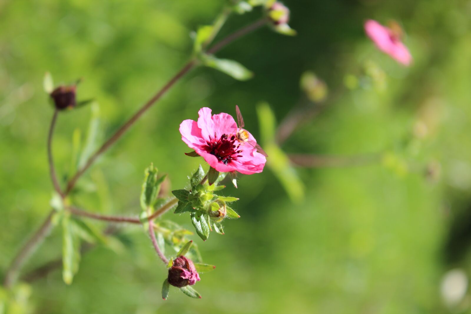 Canon EOS 600D (Rebel EOS T3i / EOS Kiss X5) sample photo. Pink flower, green, background photography