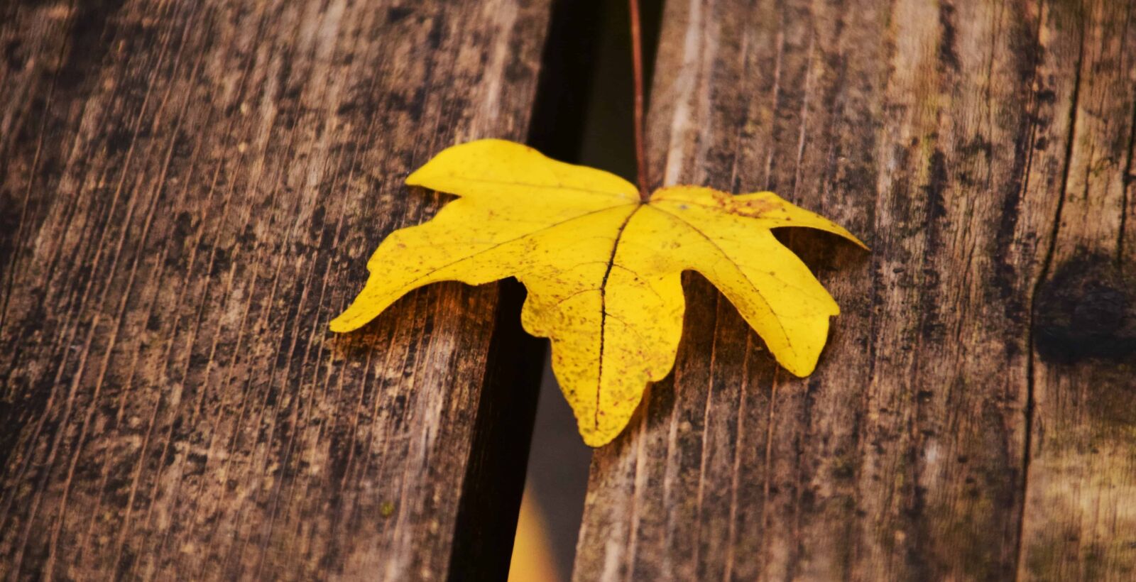 Nikon D3300 sample photo. Leaf, nature, wood, autumn photography