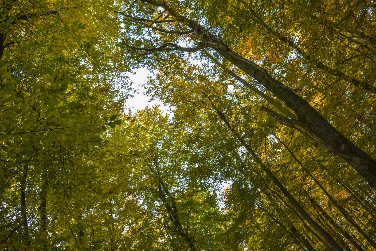 Nikon D3300 sample photo. Trees, forest, nature photography