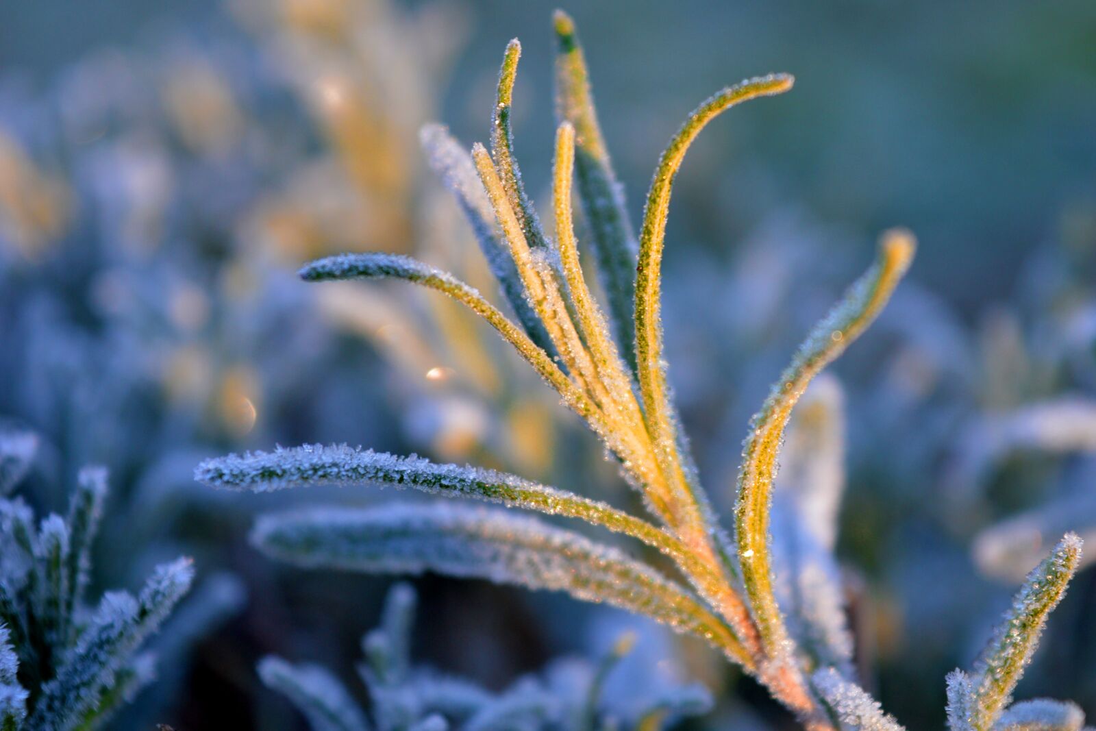 Nikon D3200 sample photo. Lavender, frost, eiskristalle photography