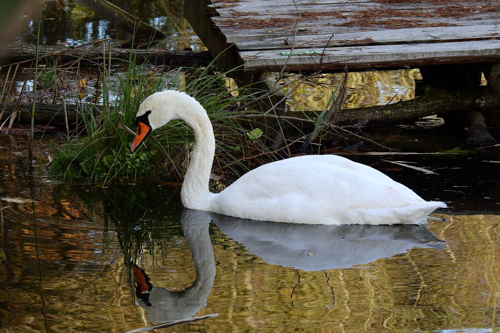 Nikon Coolpix P900 sample photo. Swan, lake, nature photography