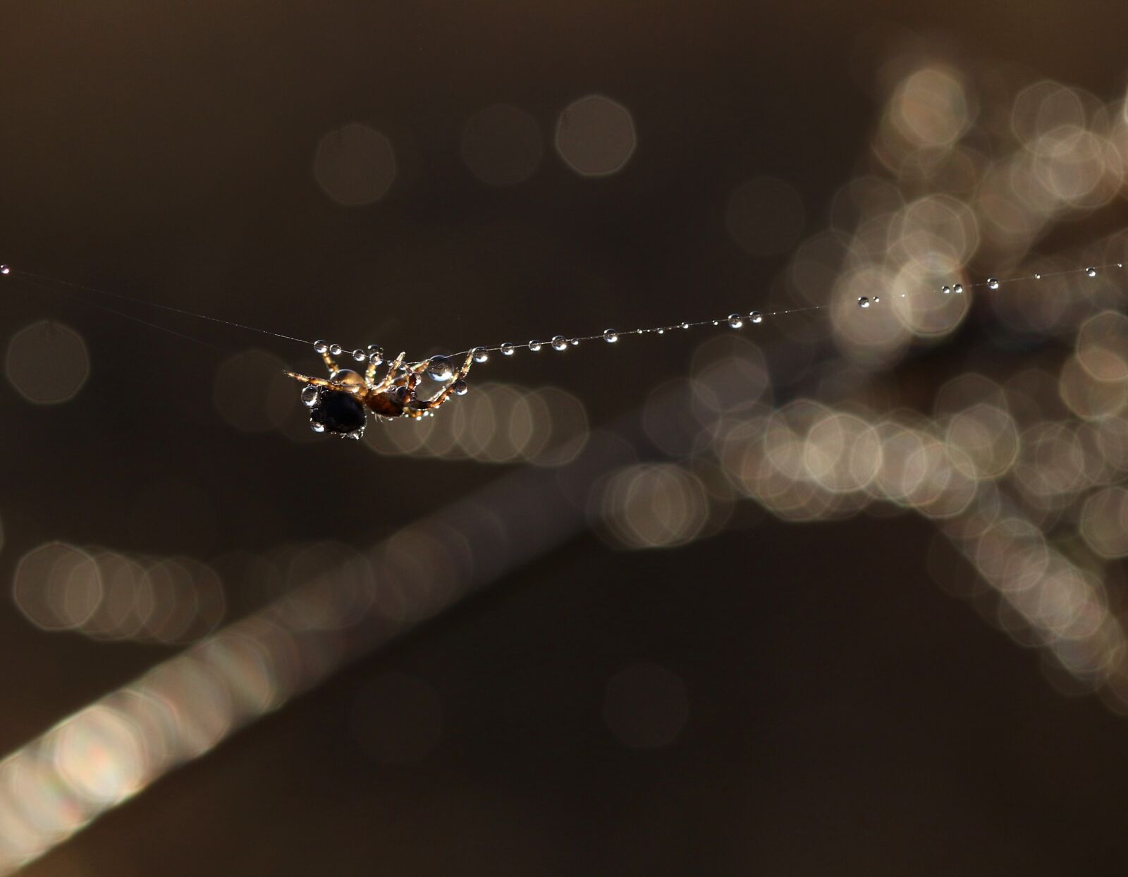 Canon EF-S 60mm F2.8 Macro USM sample photo. Spider, dew, wet photography