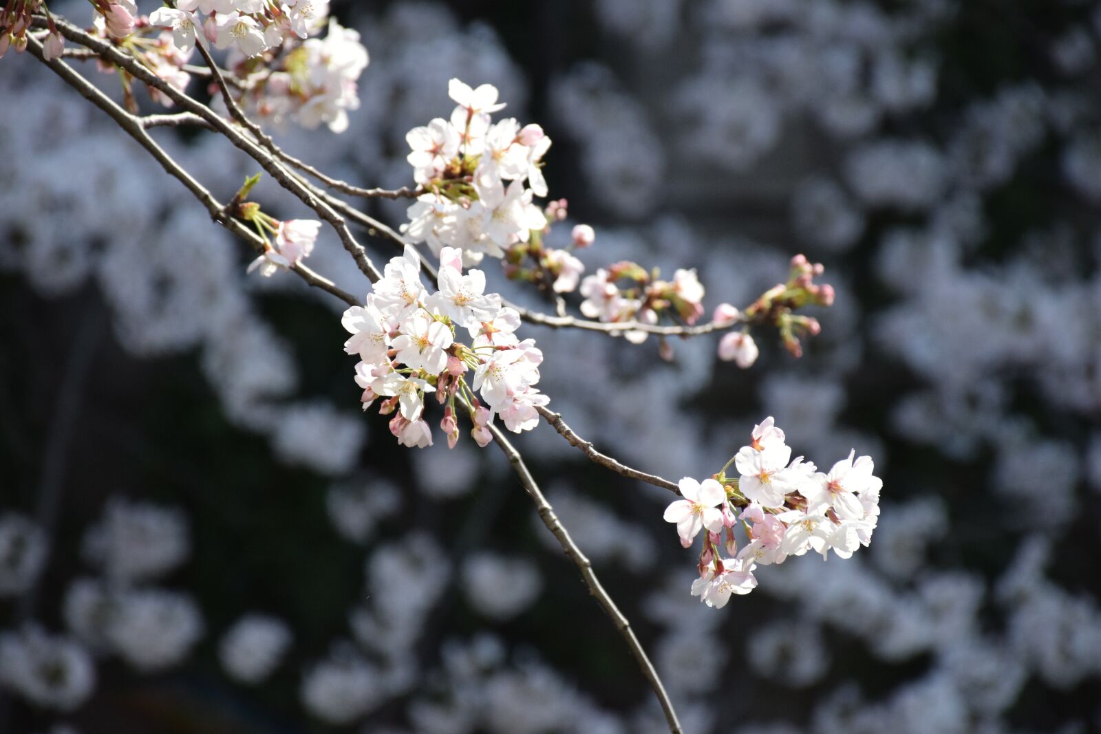 Nikon D5300 sample photo. Cherry blossoms, cherry blossom photography