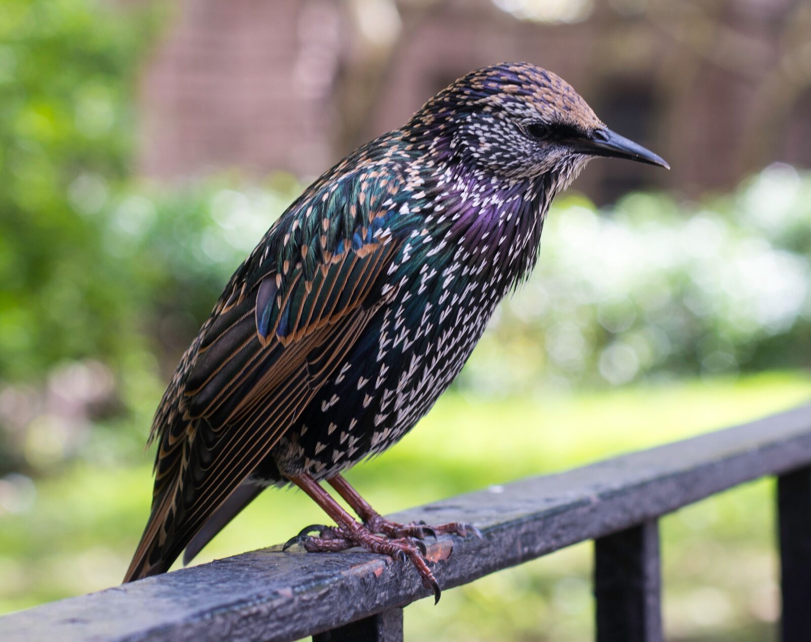 Nikon D7200 sample photo. Bird, nyc, colorful bird photography