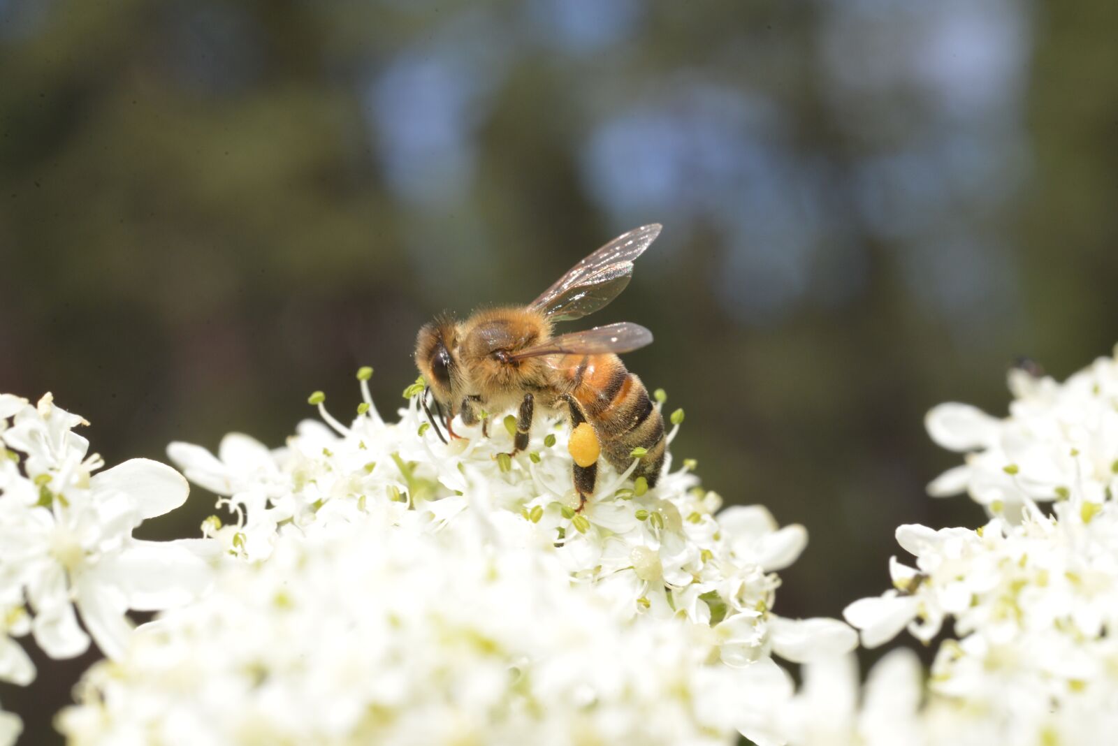 Nikon D600 sample photo. Bee, pollen, insect photography