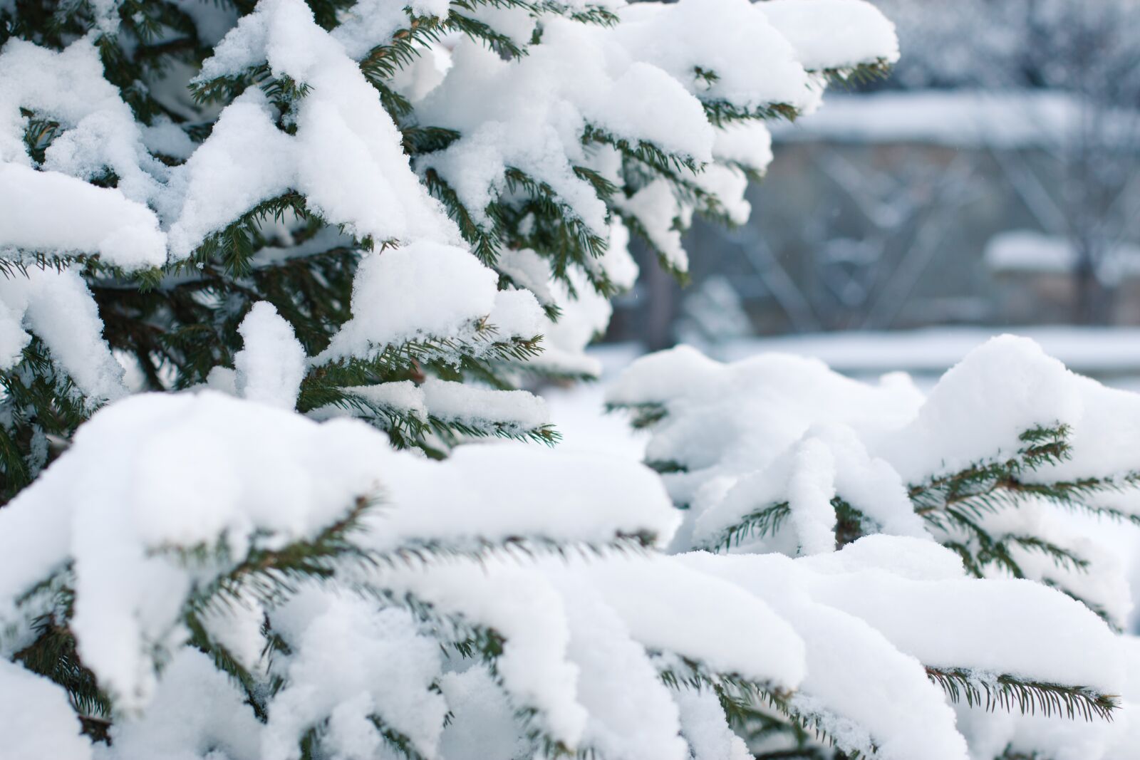 Canon EOS 70D + Canon EF 50mm F1.4 USM sample photo. Spruce, snow, snowfall photography