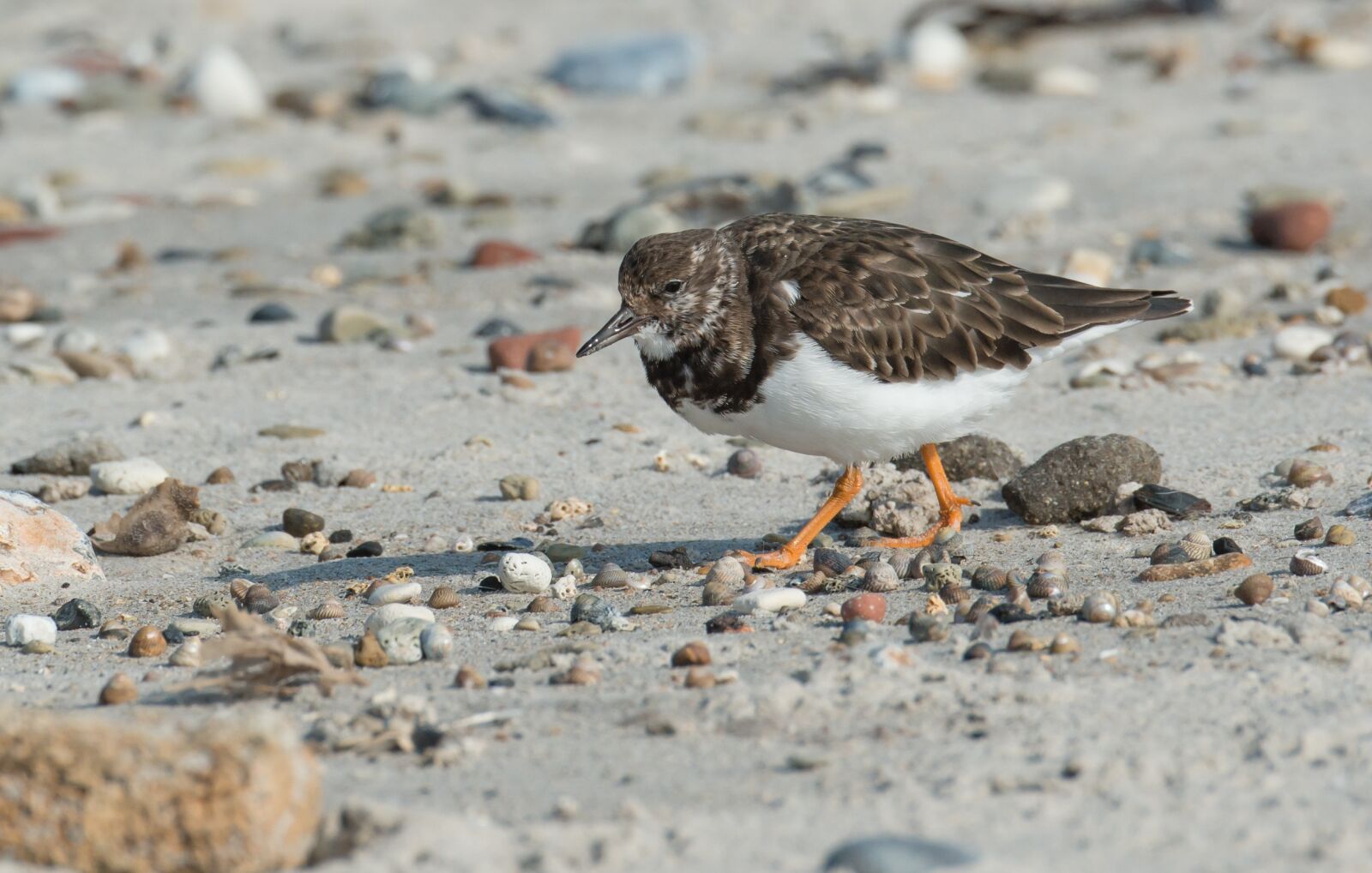 Nikon D800 sample photo. Stone waltz, bird, turnstone photography