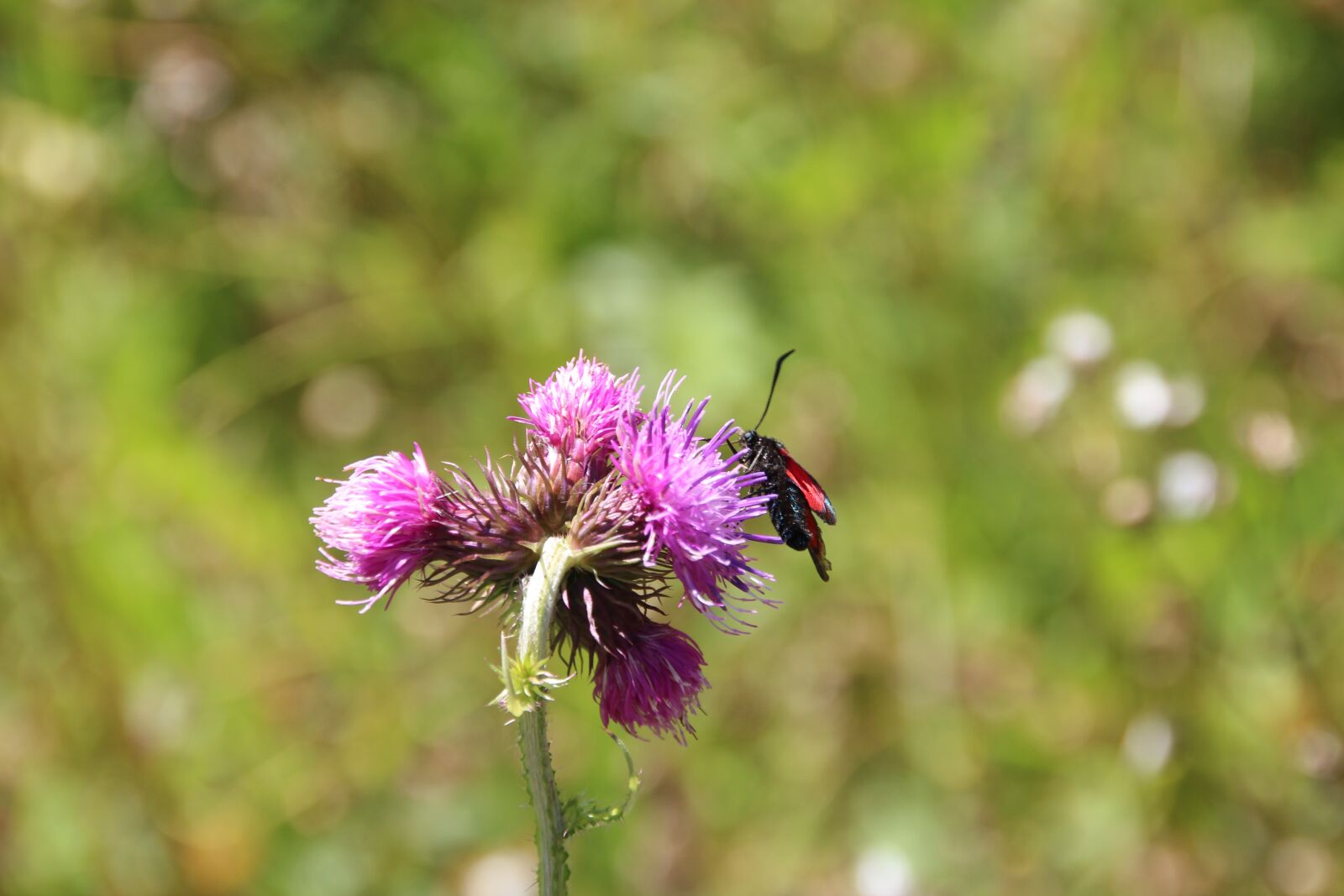 Canon EOS 600D (Rebel EOS T3i / EOS Kiss X5) sample photo. Insect, flower, meadow photography