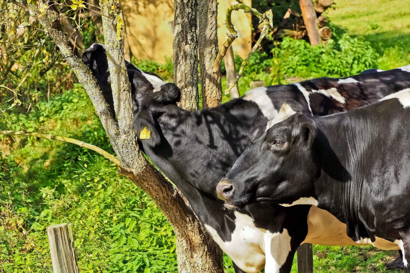 Olympus OM-D E-M10 sample photo. Cow, animal, agriculture photography