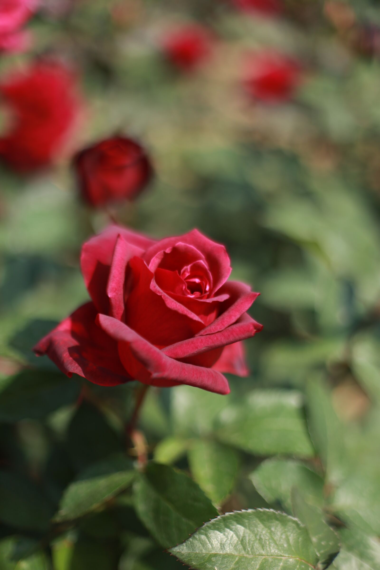 Canon EOS 6D sample photo. Flowers, rose, red photography