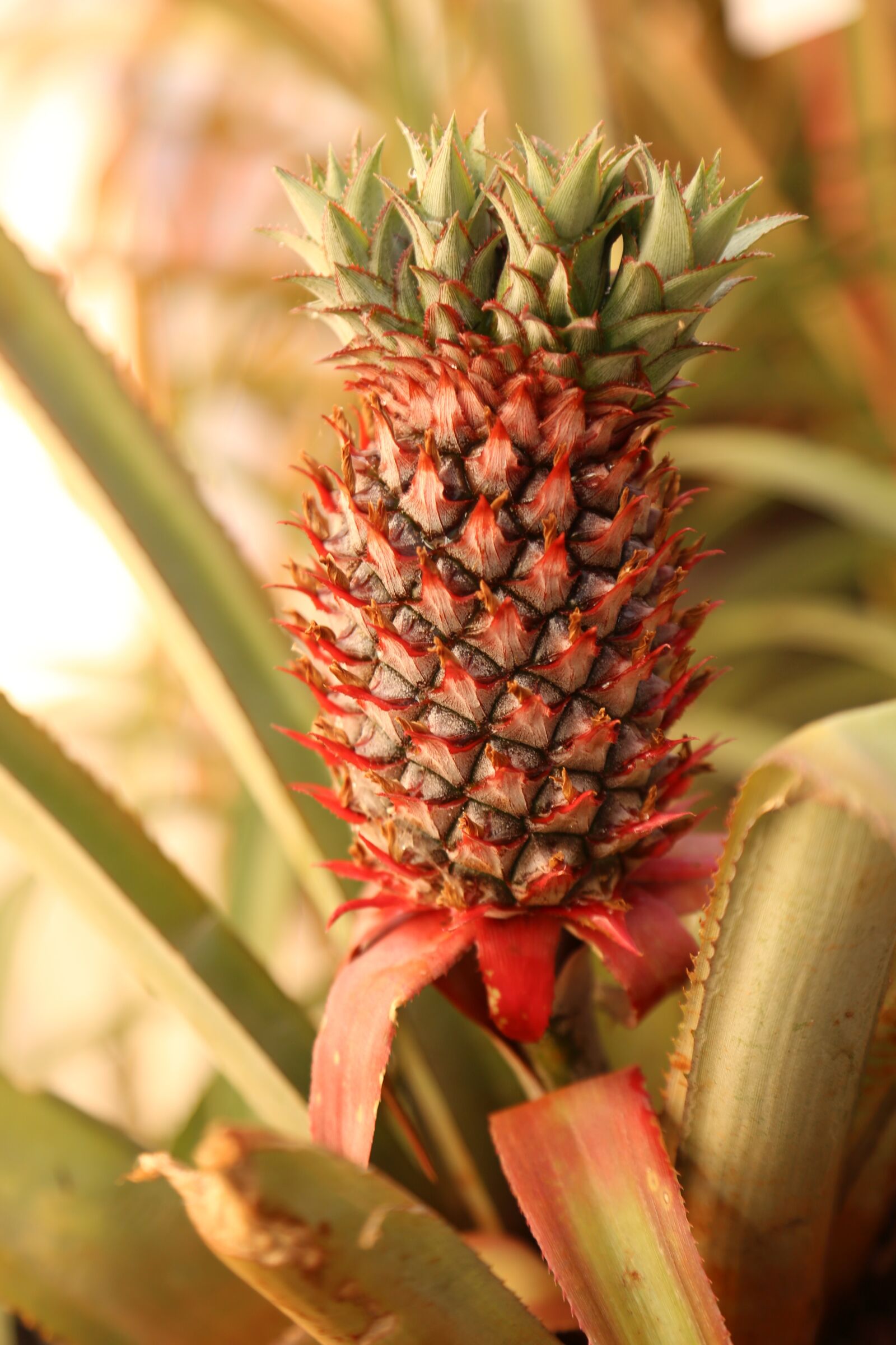 Canon EOS 6D + Canon EF 24-105mm F4L IS USM sample photo. Fruit, food, nature photography