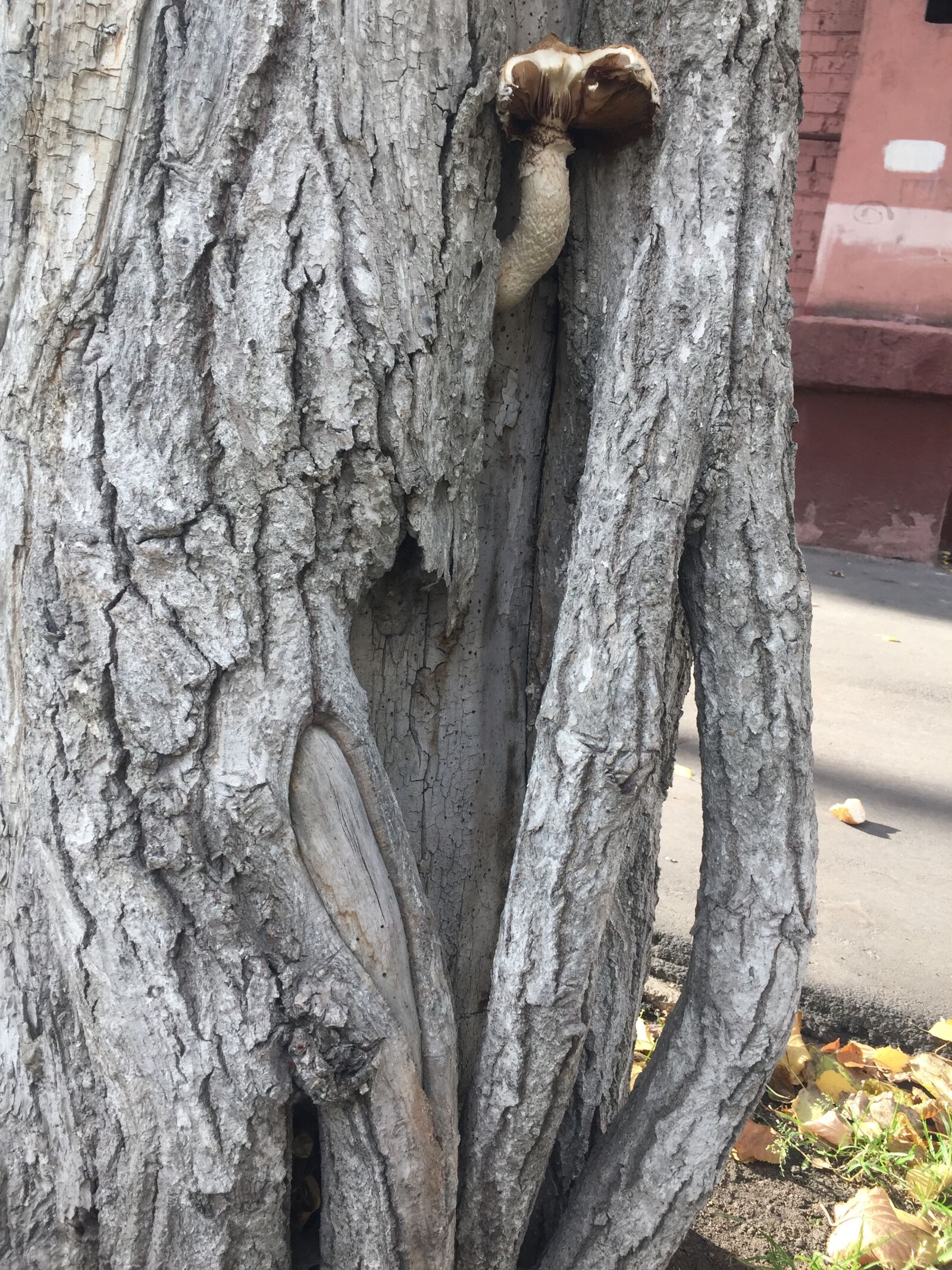 iPhone 6 back camera 4.15mm f/2.2 sample photo. Mushroom, tree, branches photography