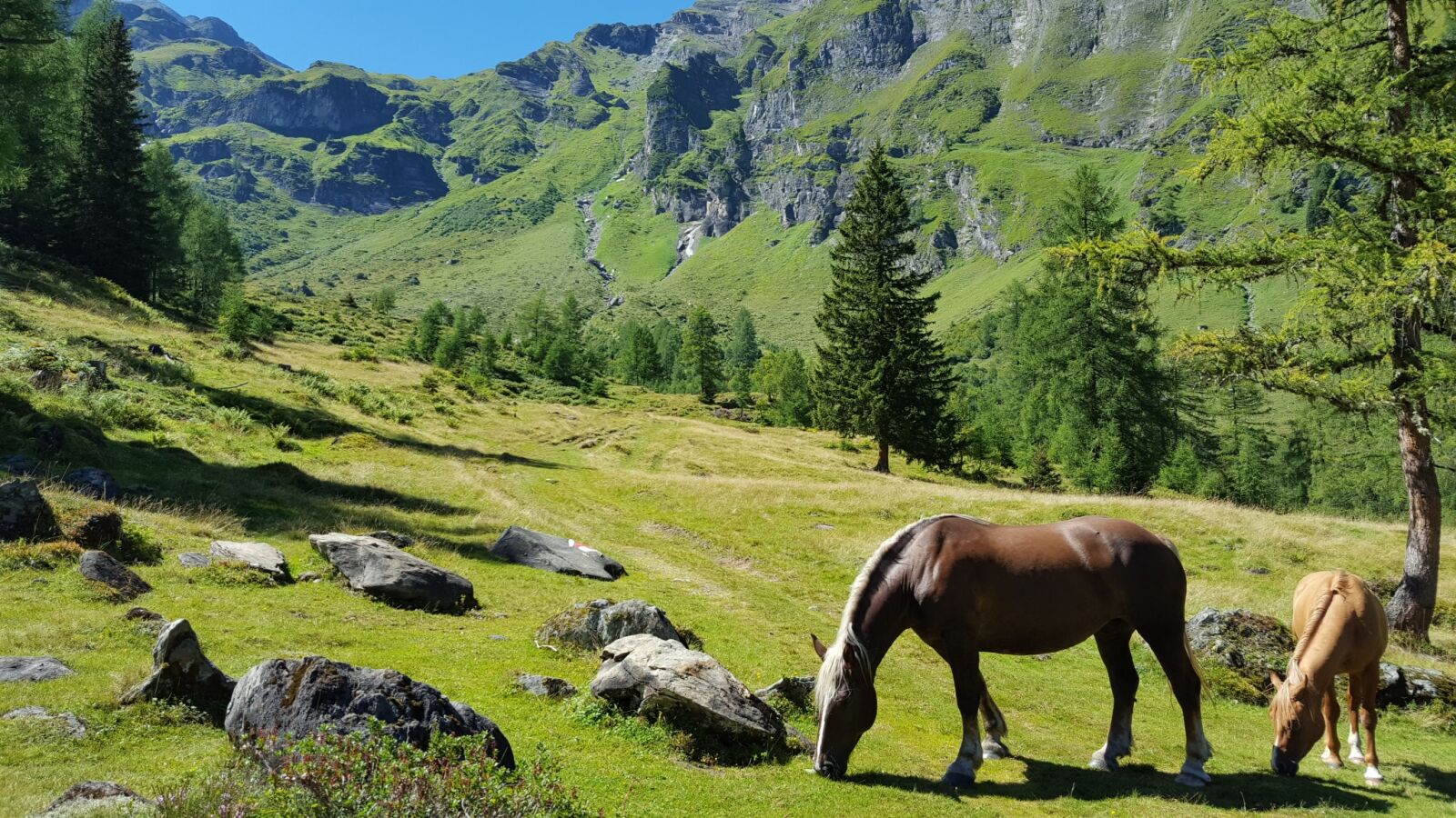 Samsung Galaxy S6 sample photo. Alm, horse, landscape photography