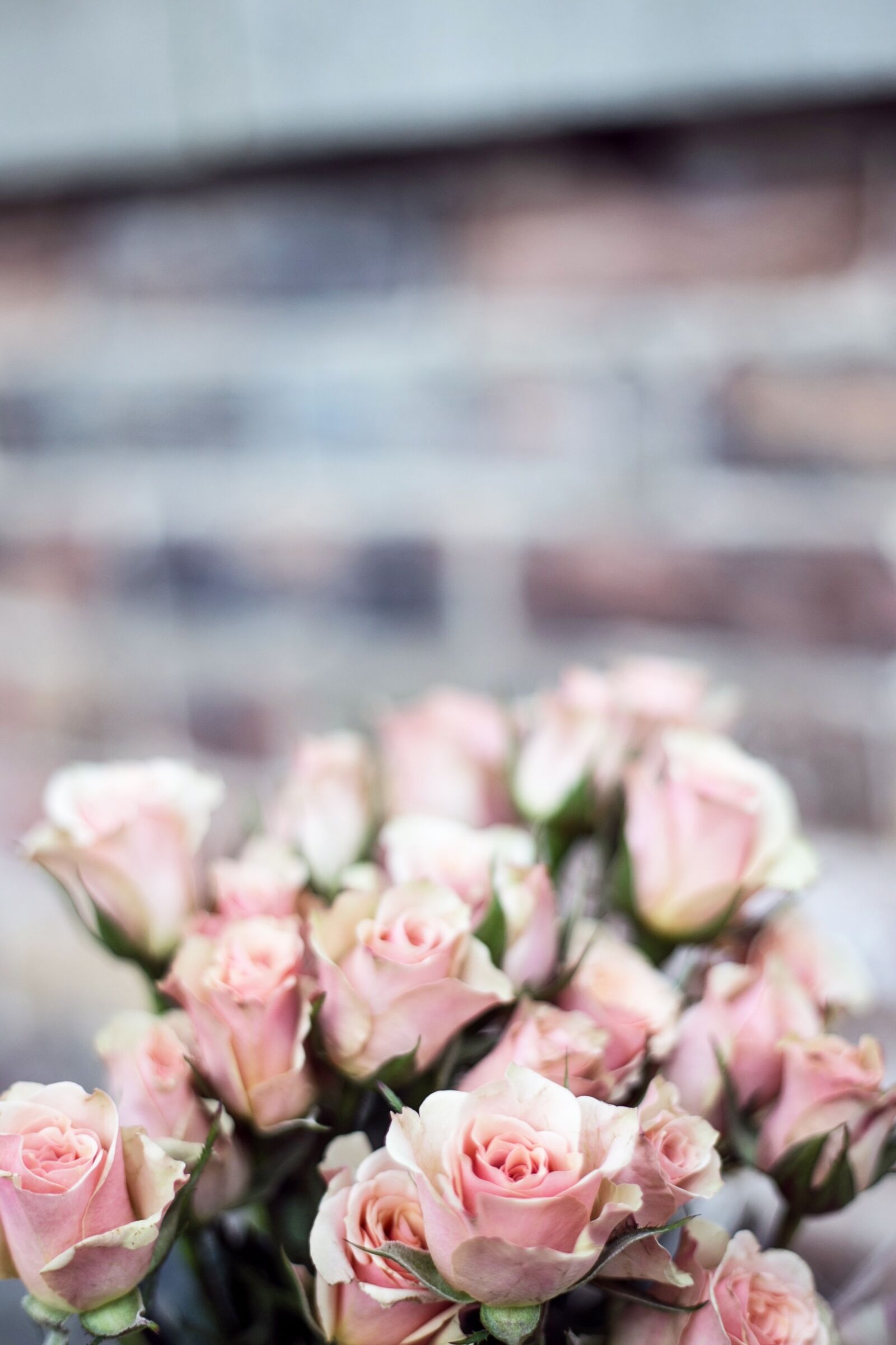Canon EF 50mm F1.8 II sample photo. Flowers, nature, blossoms photography