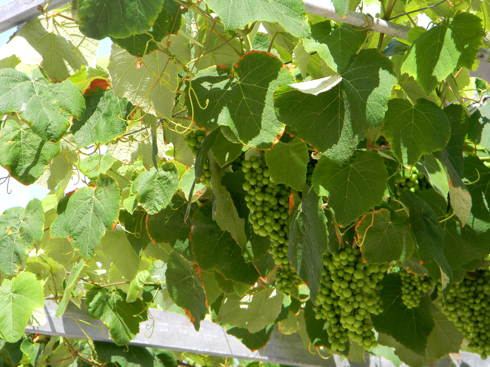 Nikon Coolpix L110 sample photo. Grapes, vine, vineyard, wines photography