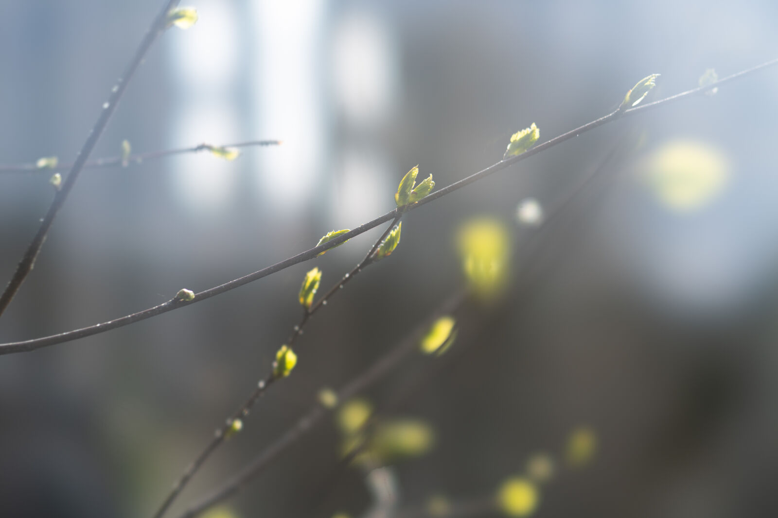 Sony a7R IV + Sony FE 100mm F2.8 STF GM OSS sample photo. Spring bokeh photography