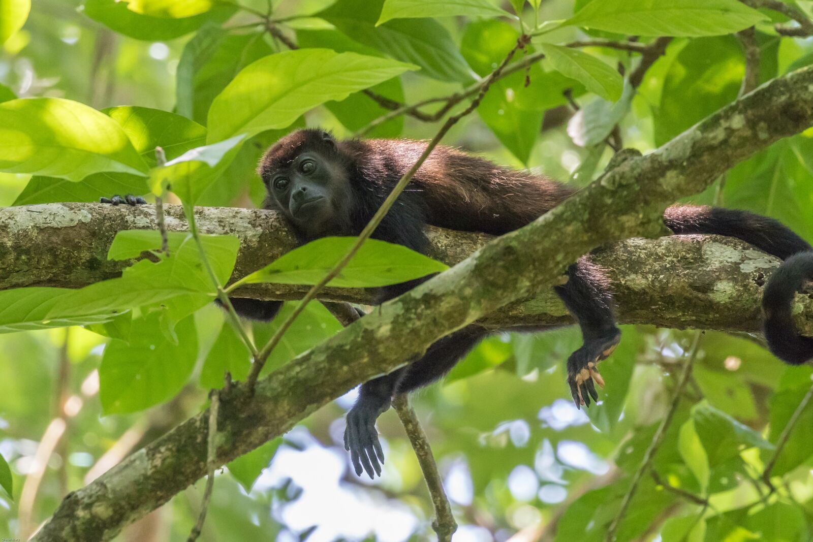 Canon EOS 7D Mark II sample photo. Howler monkey, monkey, rainforest photography