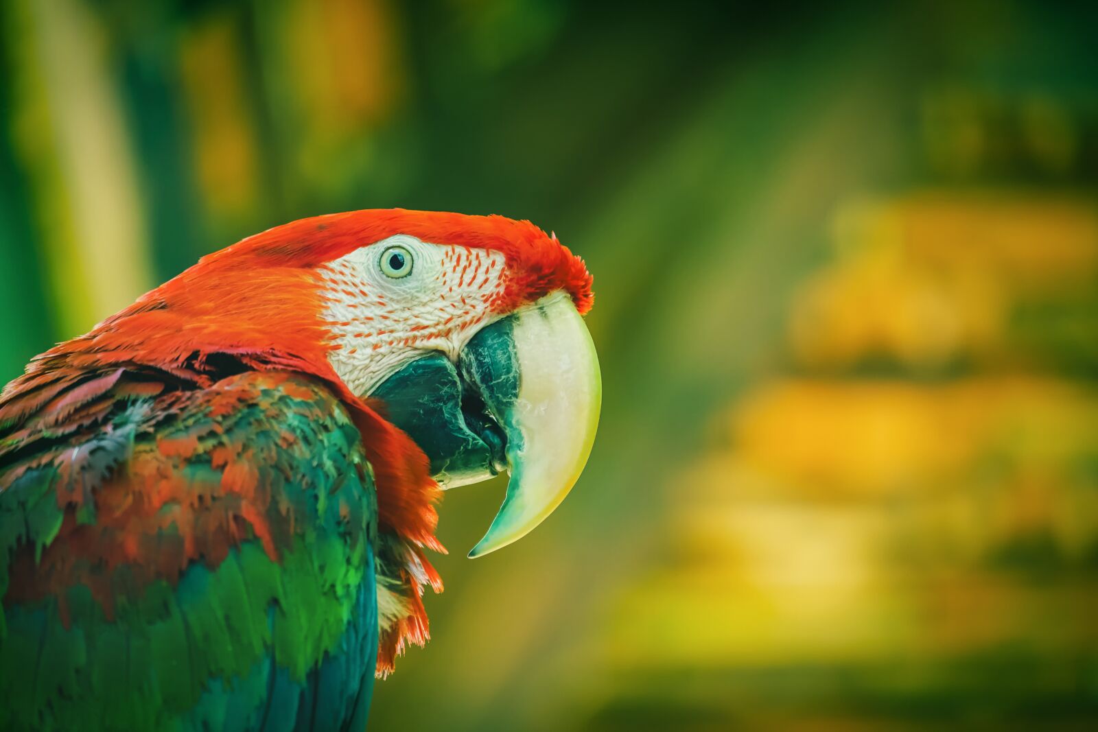 Fujifilm XF 55-200mm F3.5-4.8 R LM OIS sample photo. Ara, parrot, animal photography