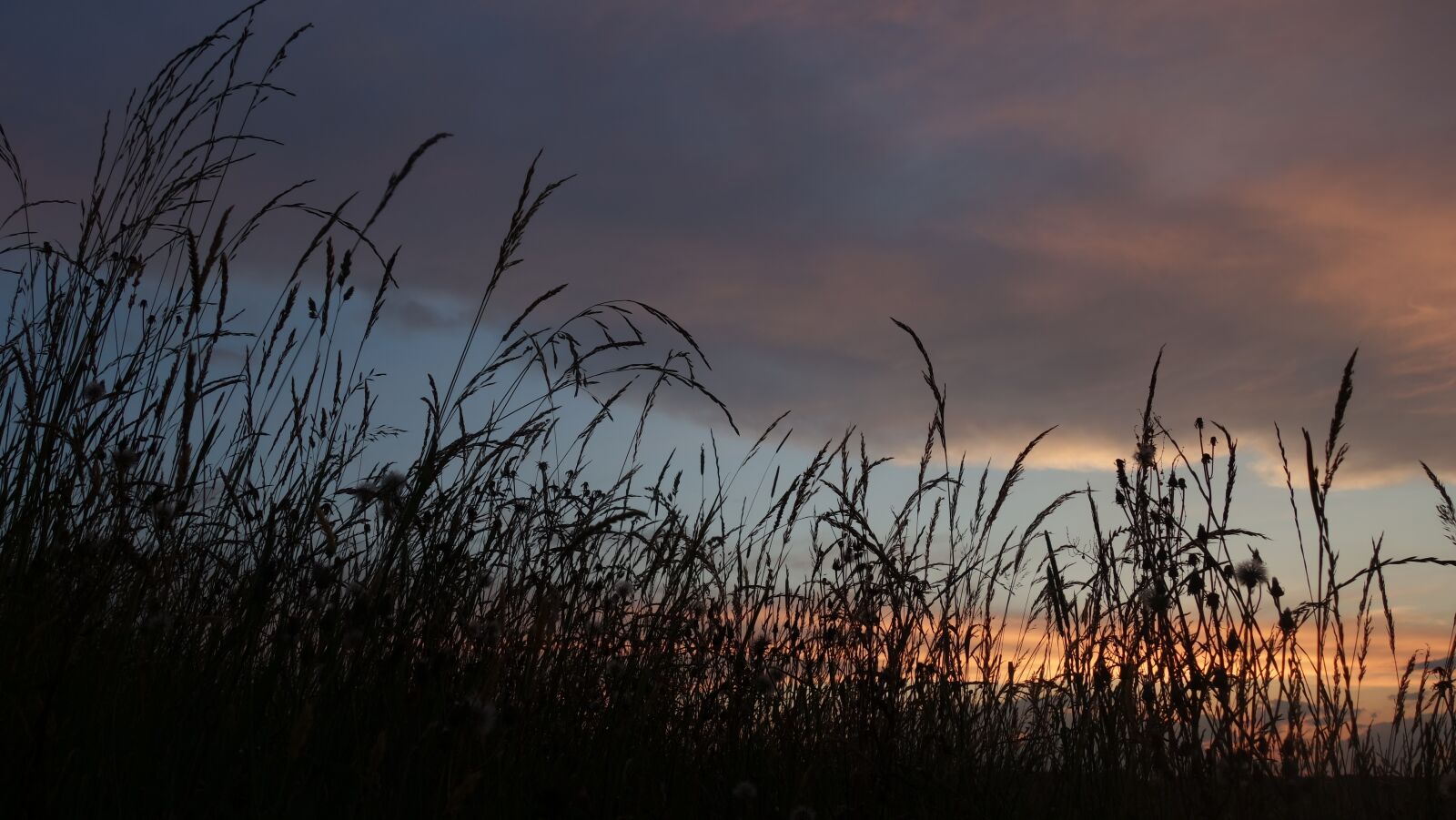 Sony Cyber-shot DSC-RX100 II sample photo. Grasses, silhouette, twilight photography