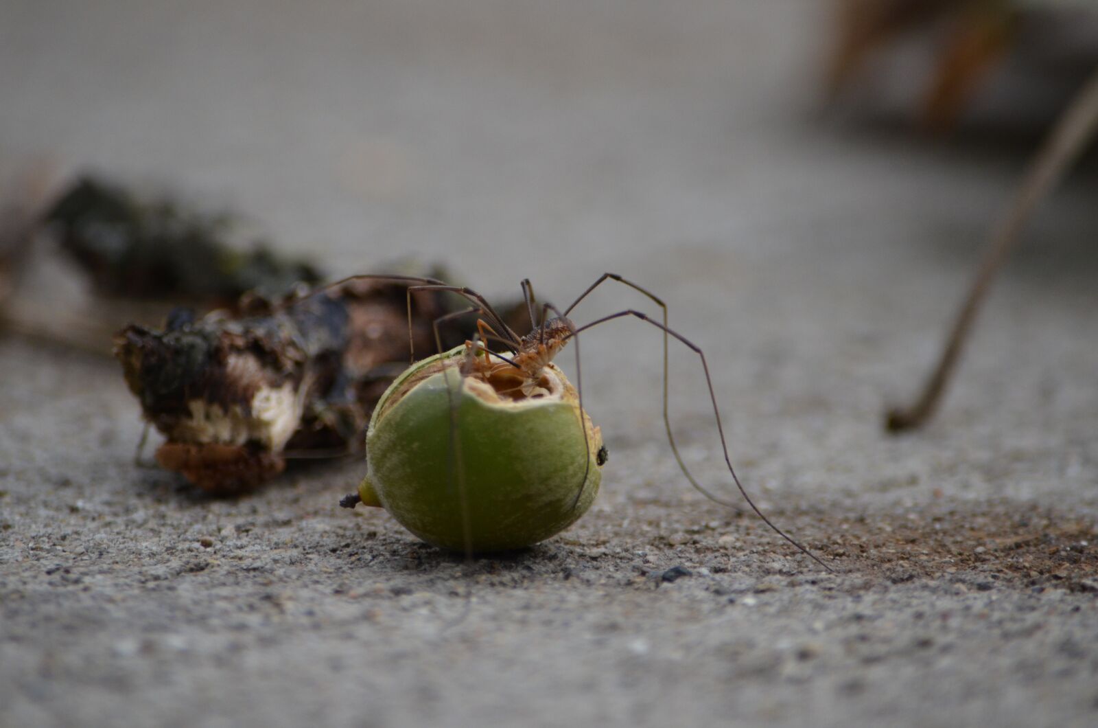 Nikon D7000 sample photo. Spider, long, leg photography