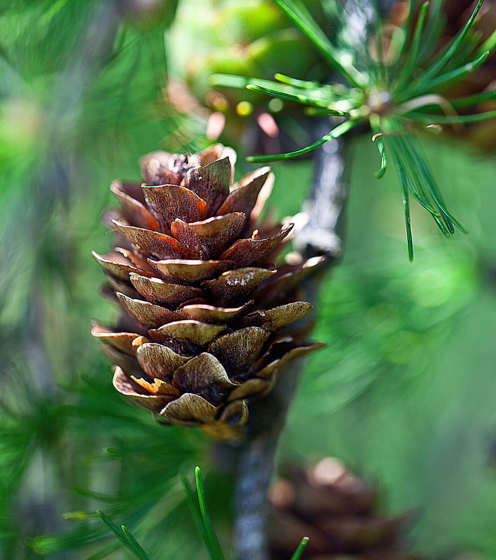 Canon EOS 5D Mark II sample photo. Pine cone, larch, larch photography