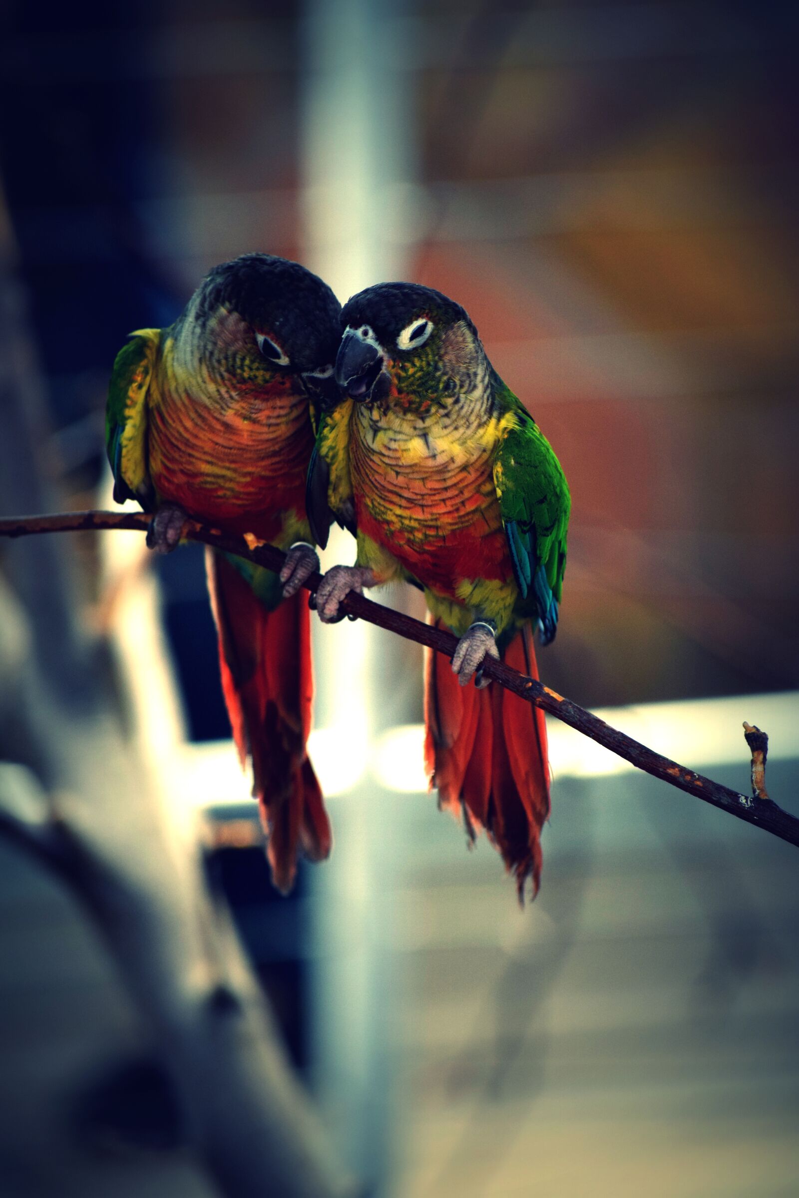 Nikon D3300 sample photo. Bird, color, parrot photography