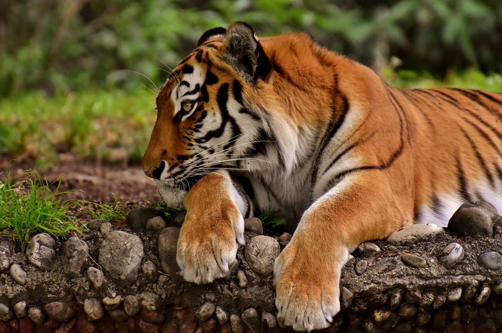 Nikon D7200 sample photo. Tiger, big cat, predator photography