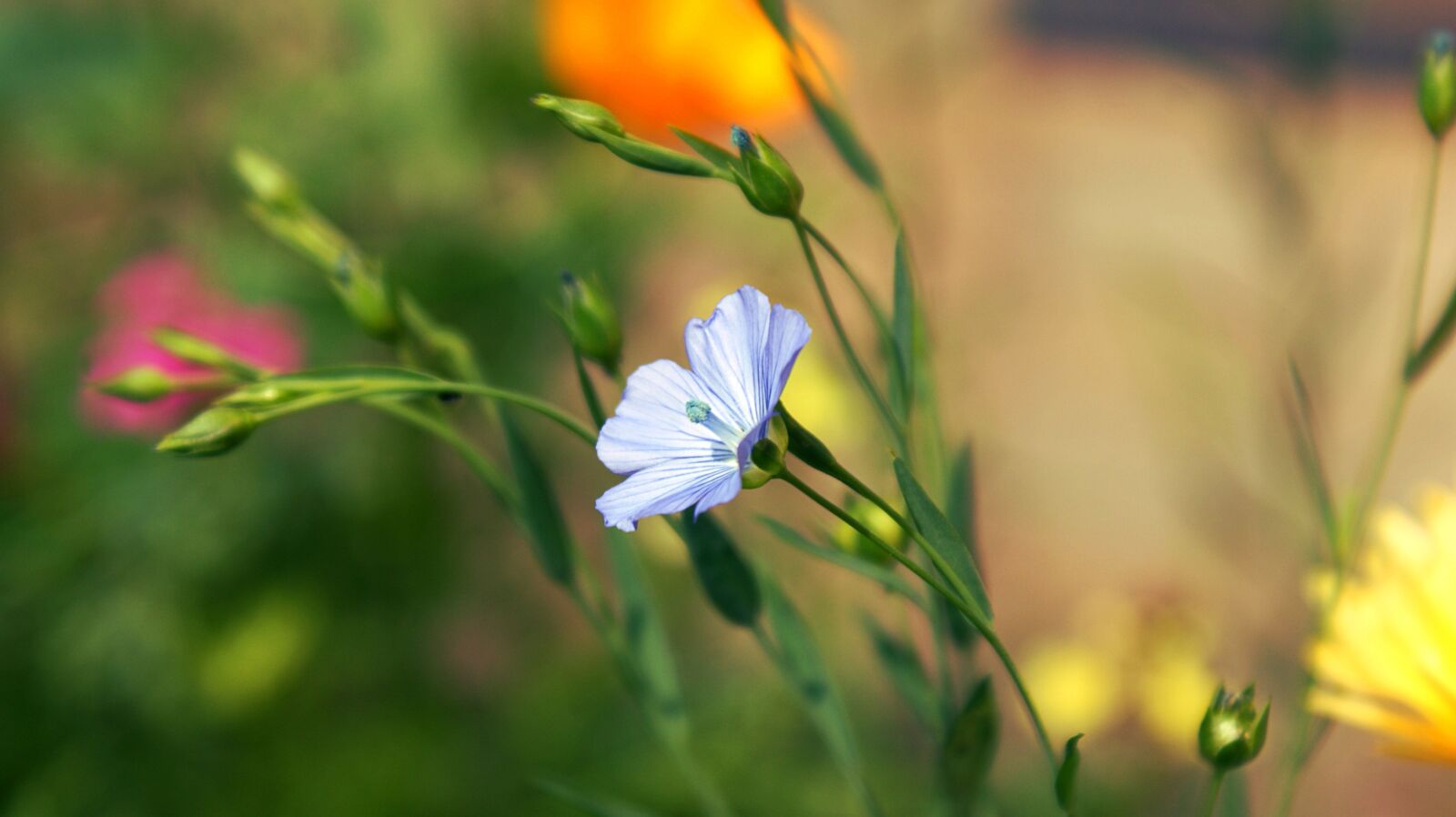 Sony Alpha DSLR-A350 sample photo. Blue, flower, flowers photography