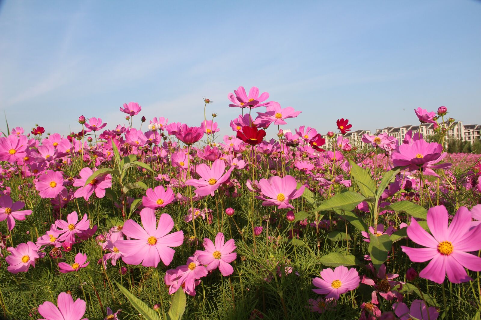 Canon EF-S 18-135mm F3.5-5.6 IS sample photo. The scenery, flower, spring photography