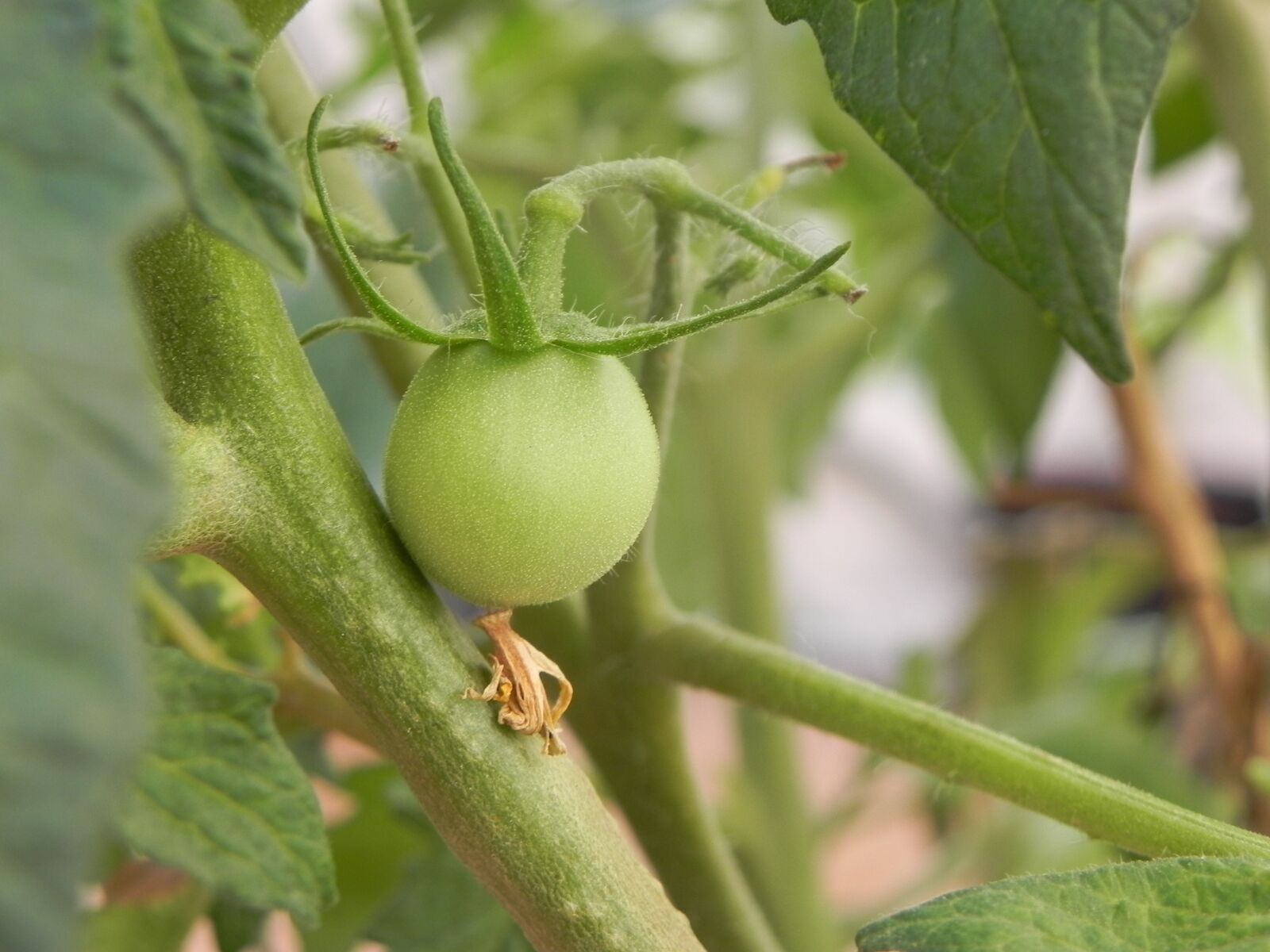 Nikon Coolpix P100 sample photo. Tomato, young, shoot photography