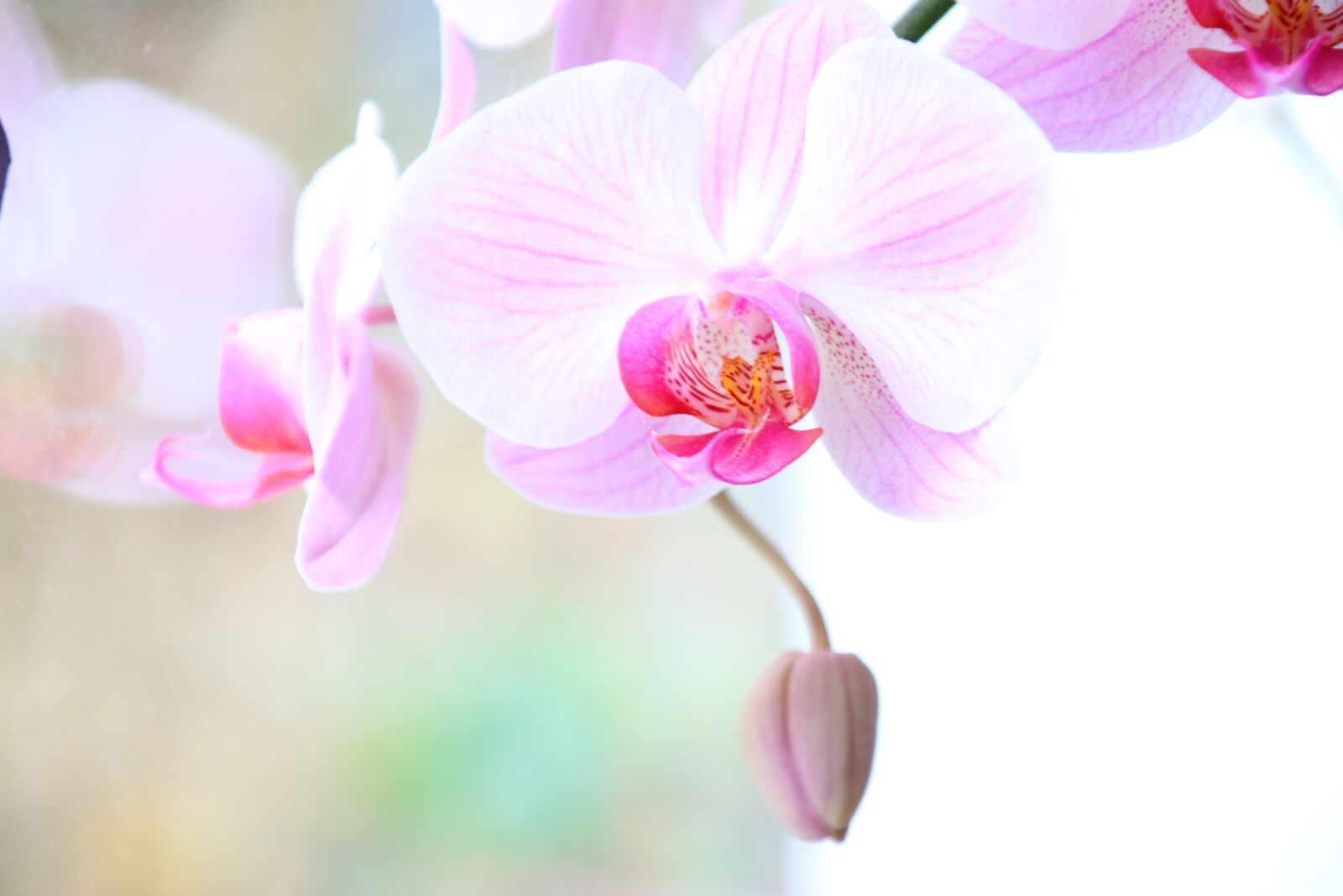 Canon EOS 80D + Canon TS-E 90mm F2.8 Tilt-Shift sample photo. Orchid, hell, blossom photography