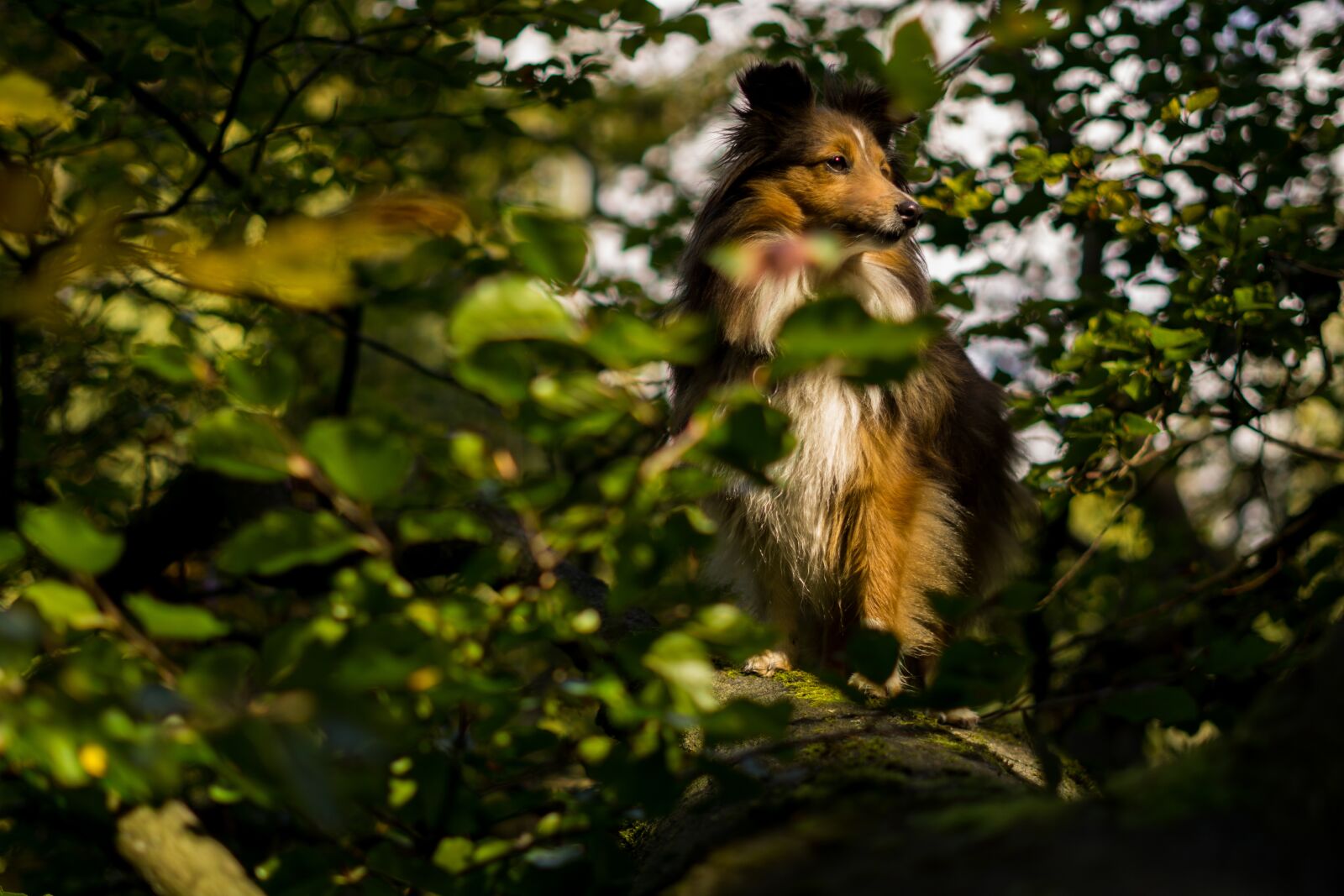 Sony FE 50mm F1.8 sample photo. Dog, animal, pet photography