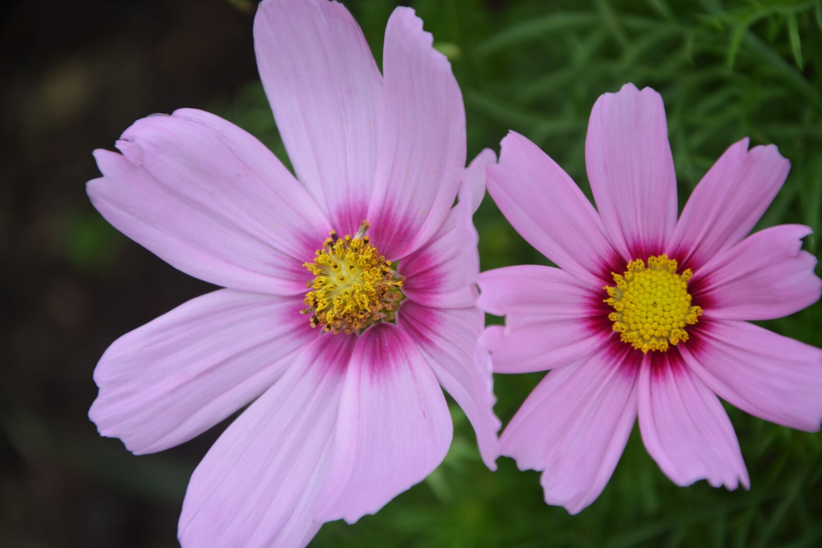 Nikon D5200 sample photo. Pink flowers, petals, garden photography