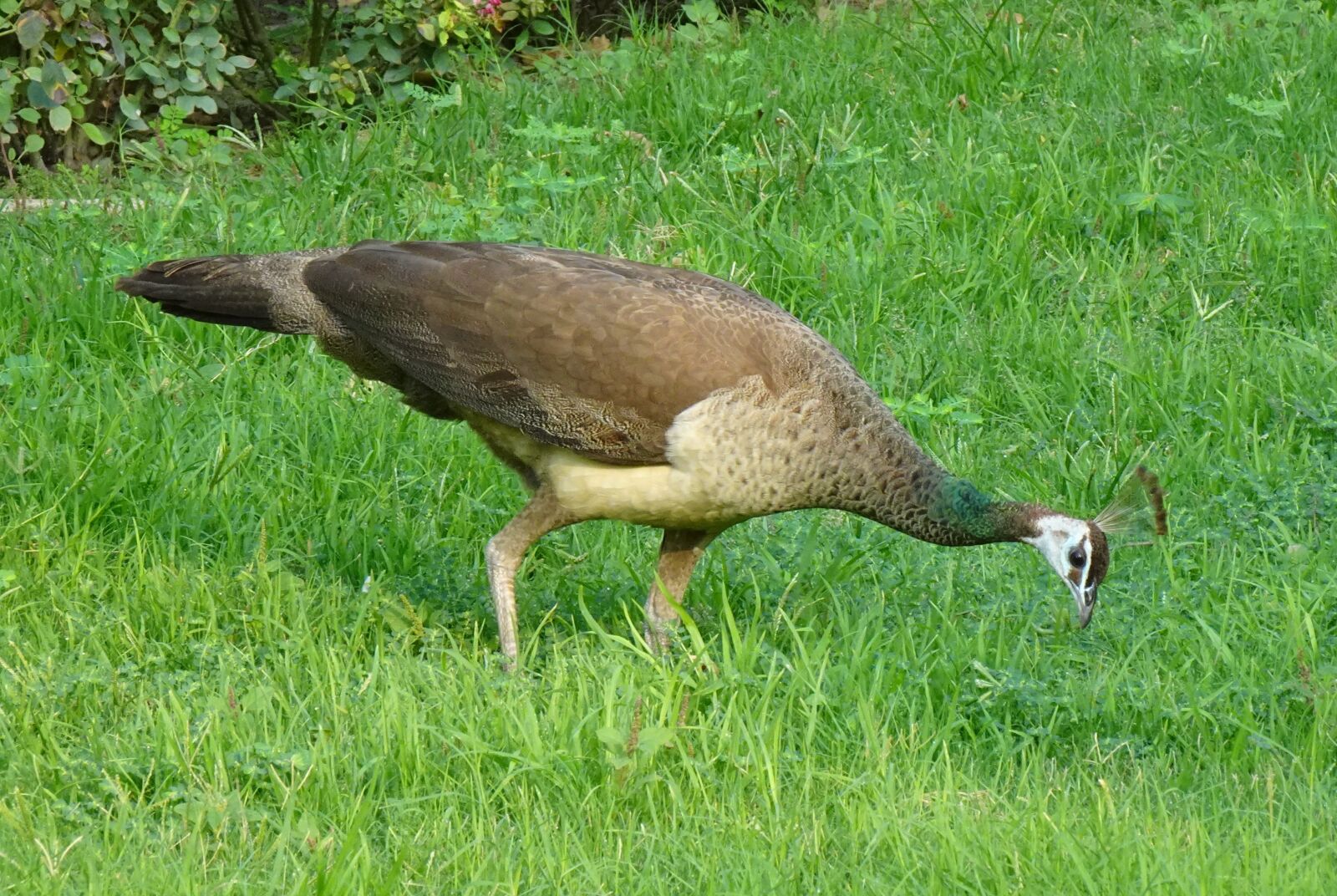 Sony DSC-WX800 sample photo. Peacock, grass, eating photography