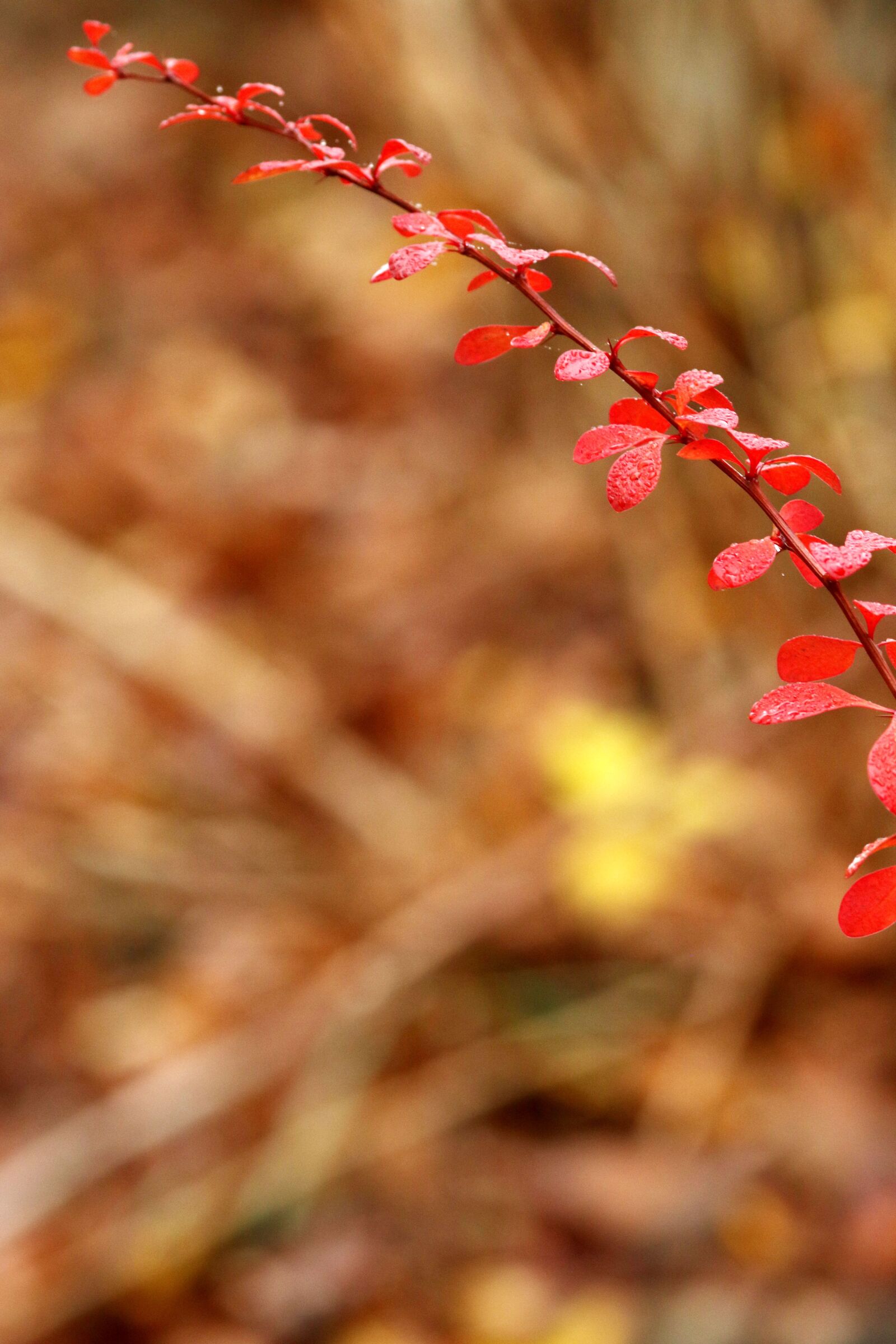 Canon EOS 7D Mark II + Canon EF 135mm F2L USM sample photo. Leaves, branch, nature photography