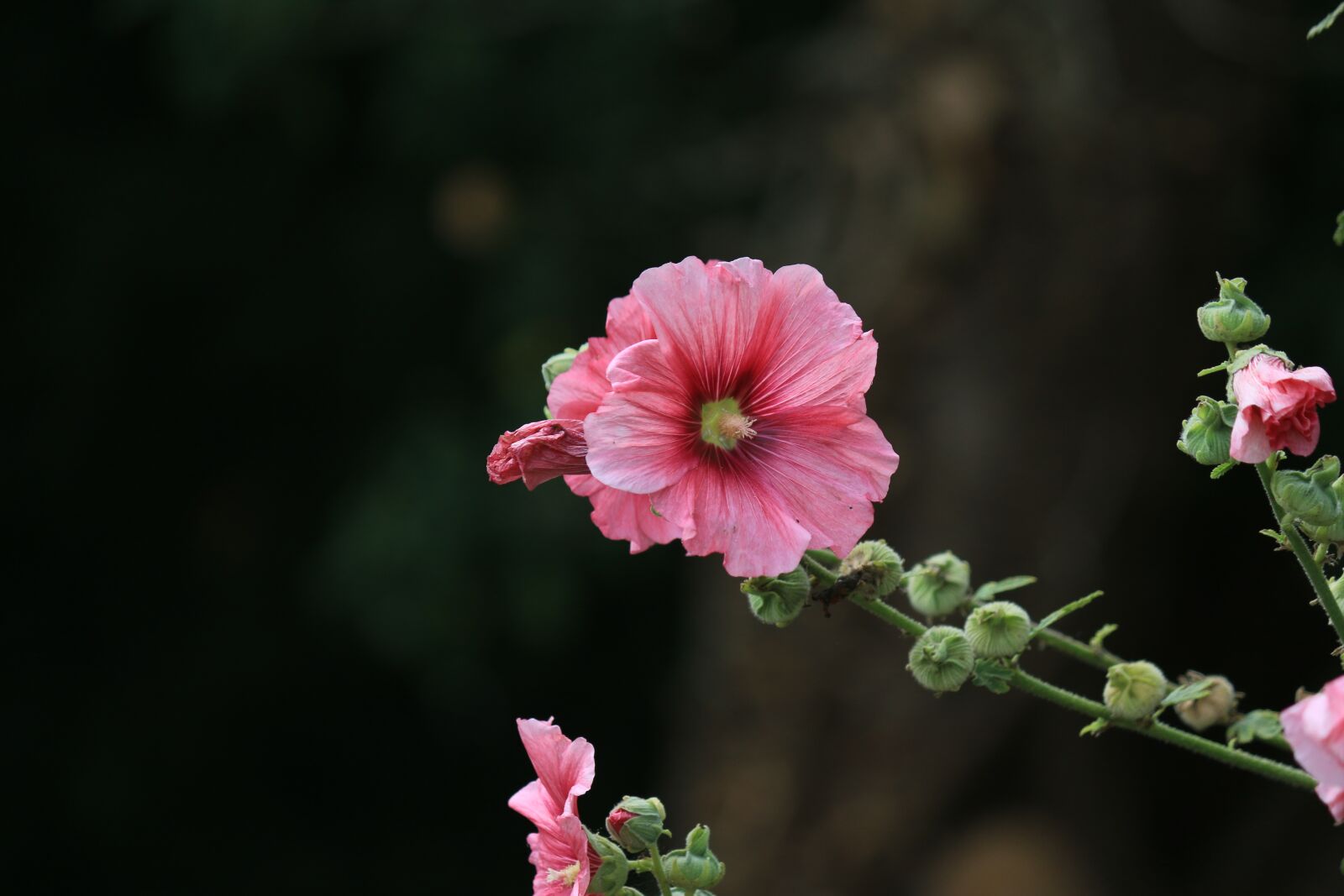 Canon EOS 70D sample photo. Hollyhock, flower, garden photography