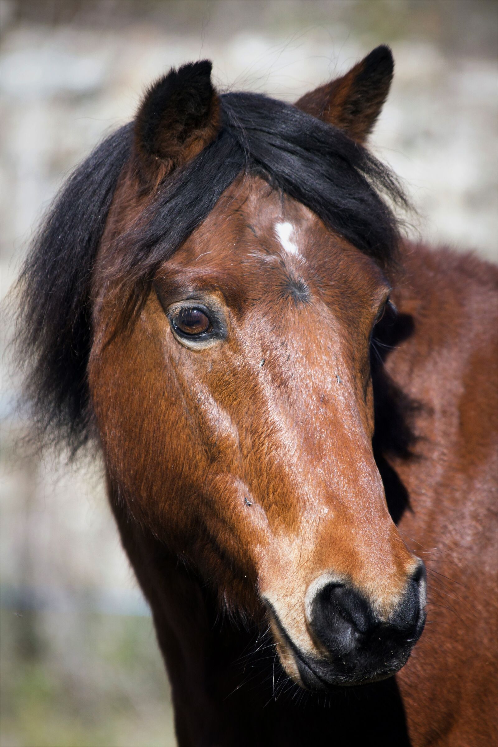 Canon EOS 650D (EOS Rebel T4i / EOS Kiss X6i) sample photo. Pony, animal, animals photography