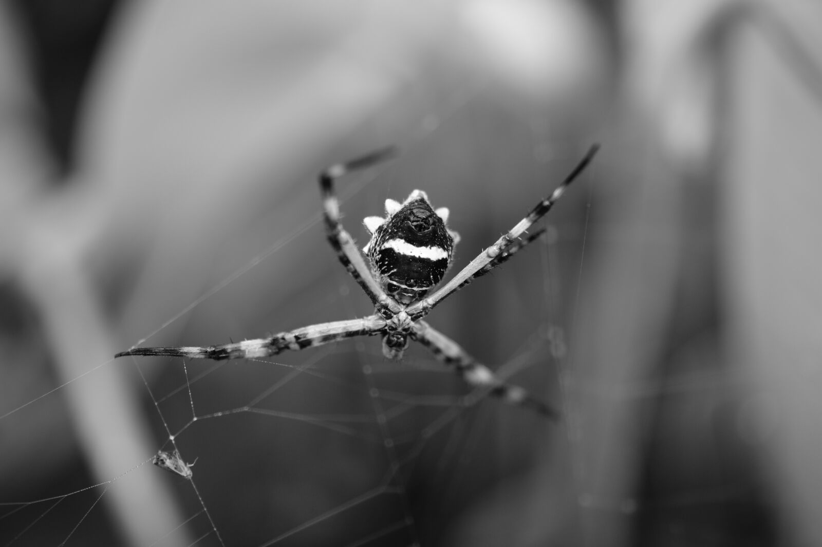 Sony Alpha DSLR-A390 sample photo. Nature, in, the photography