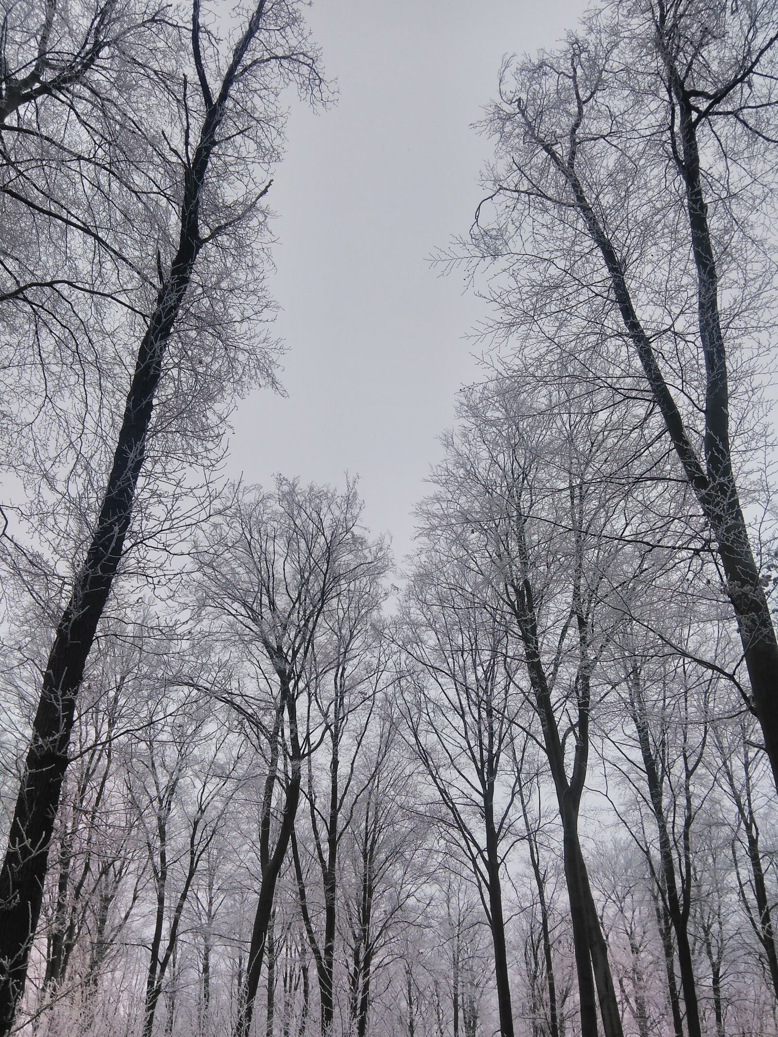 QCOM-AA QCAM-AA sample photo. Nature, winter, trees photography