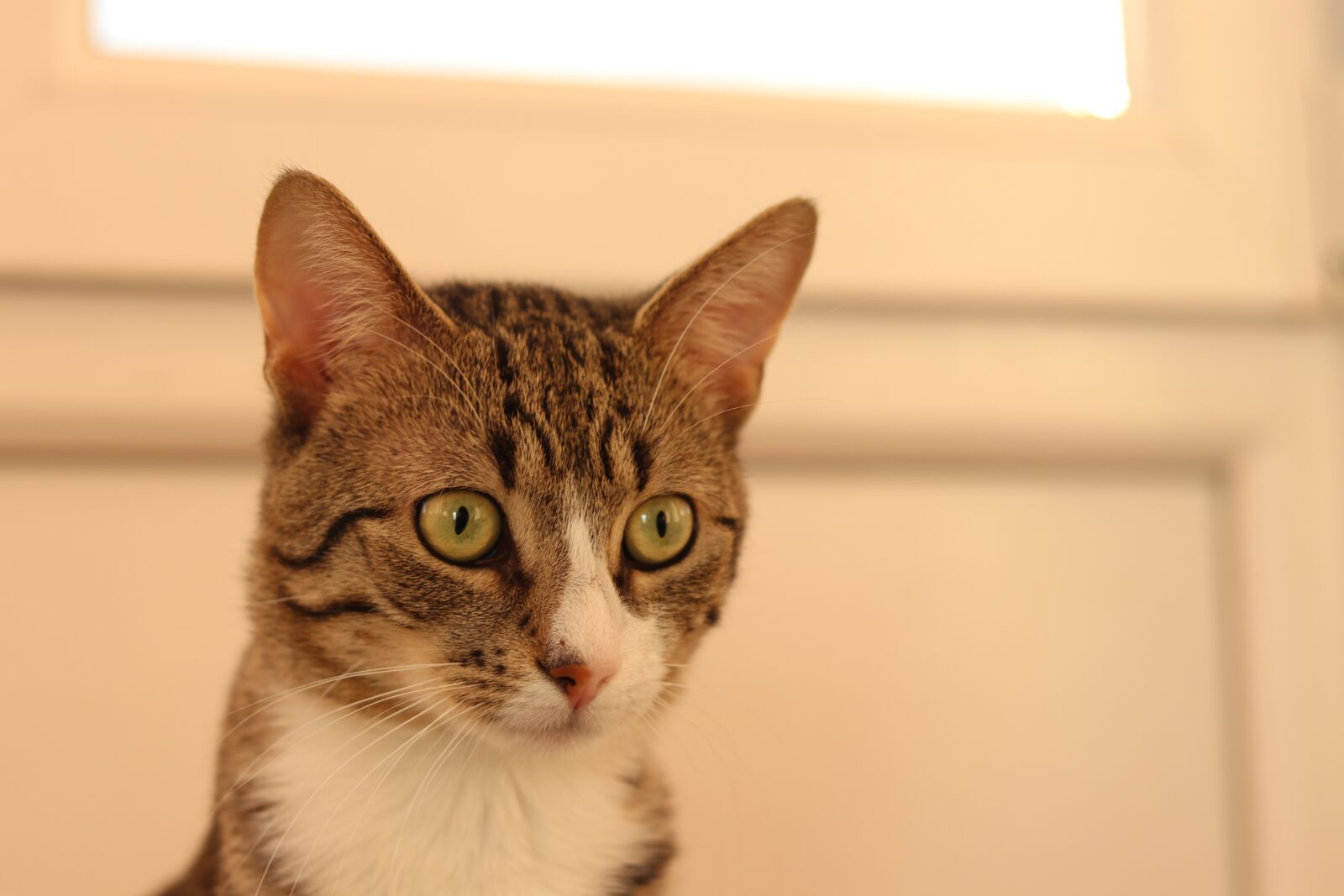 Canon EOS 80D sample photo. Tomcat, cat, animals photography