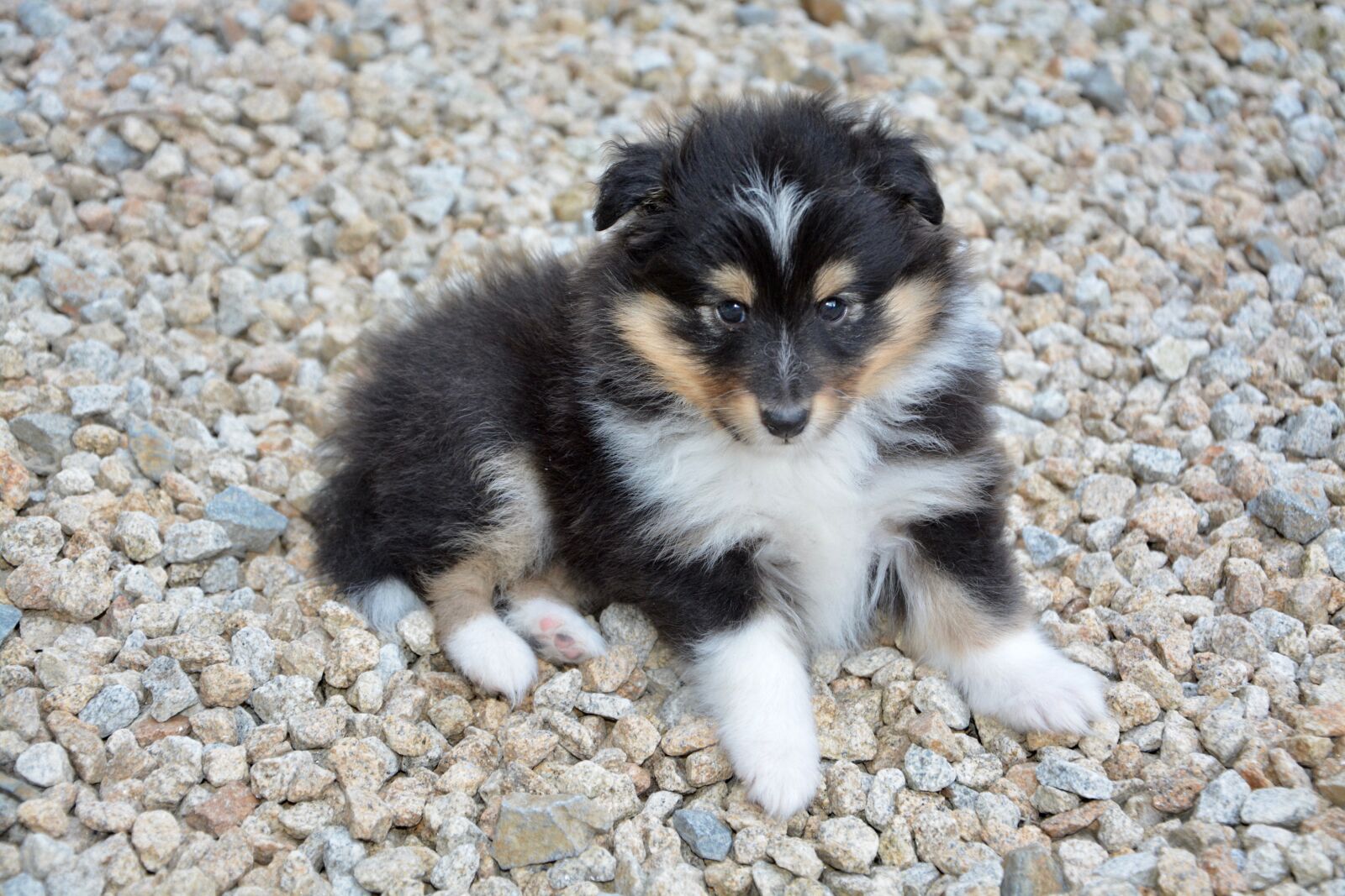 Nikon D5200 sample photo. Dog, bitch, young dog photography