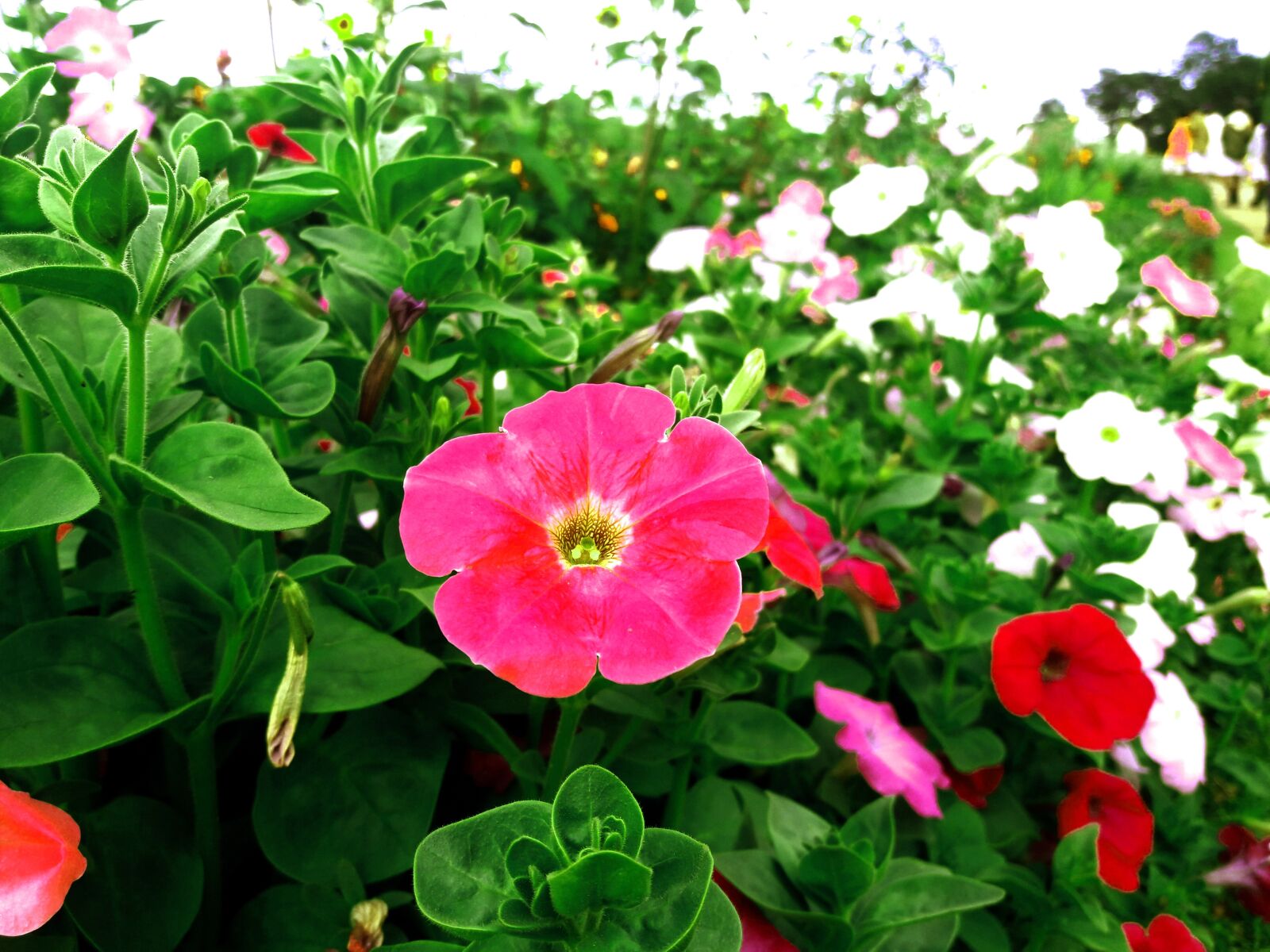 Samsung Galaxy J7 sample photo. Beautiful flowers, flowers, garden photography