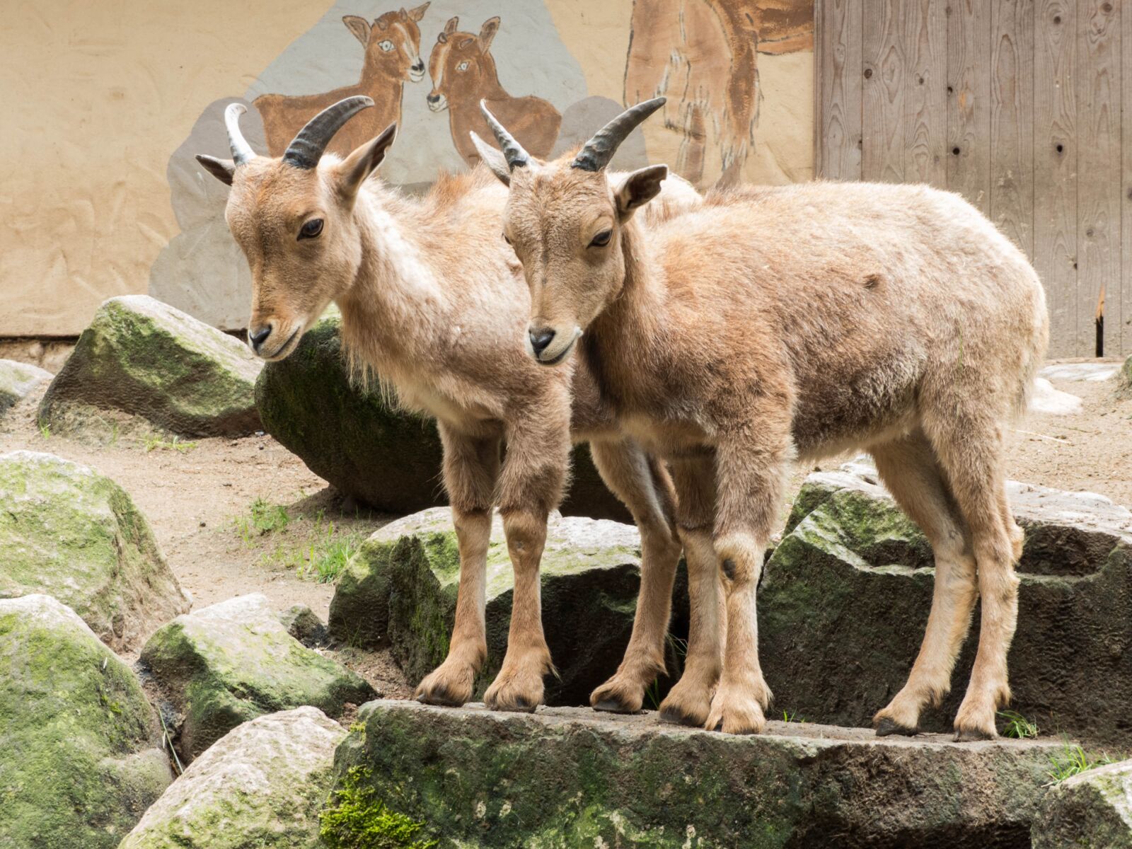 Panasonic Lumix DMC-FZ200 sample photo. Goats, stone, billy goat photography
