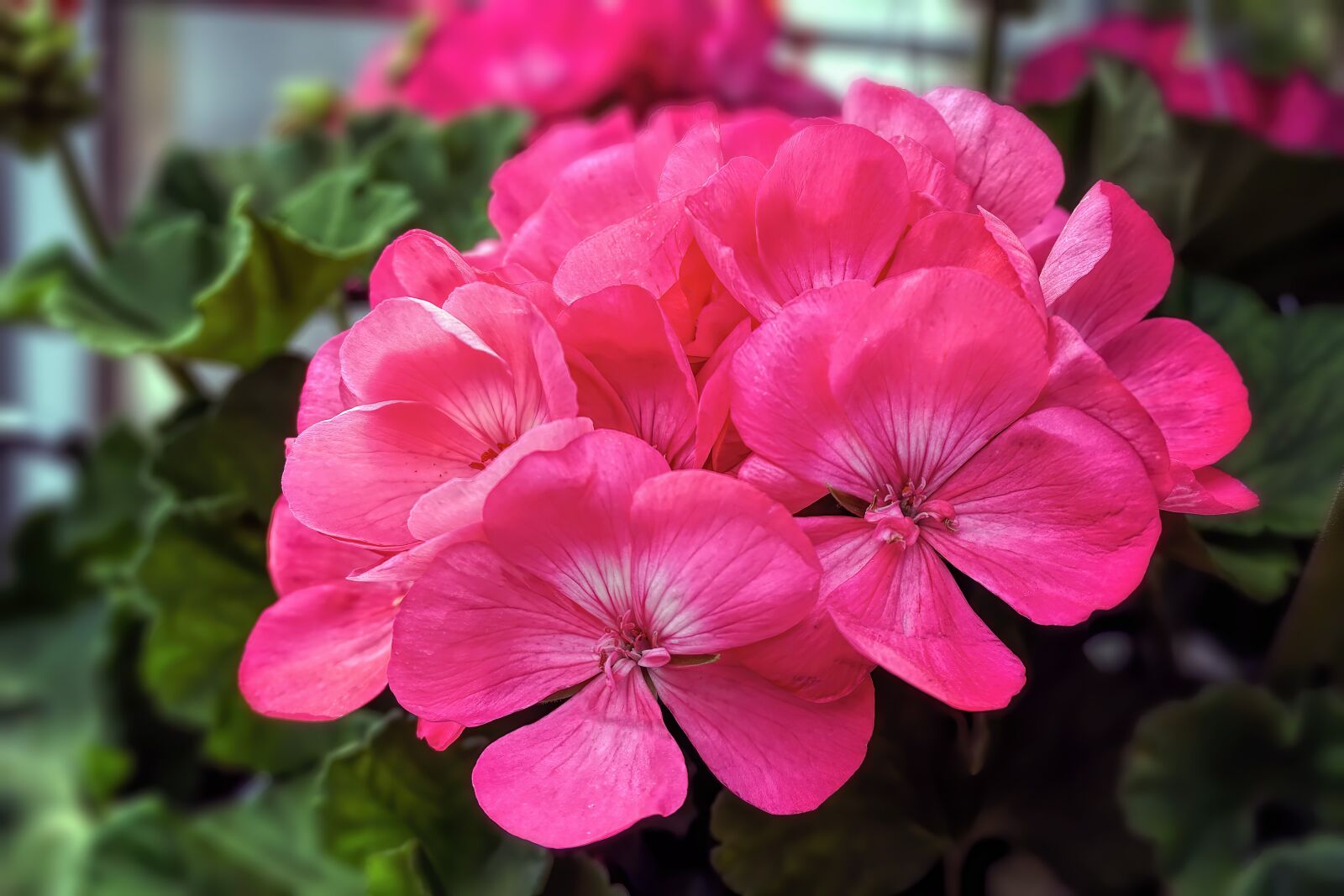 Sony a6300 sample photo. Geranium, flower, spring photography