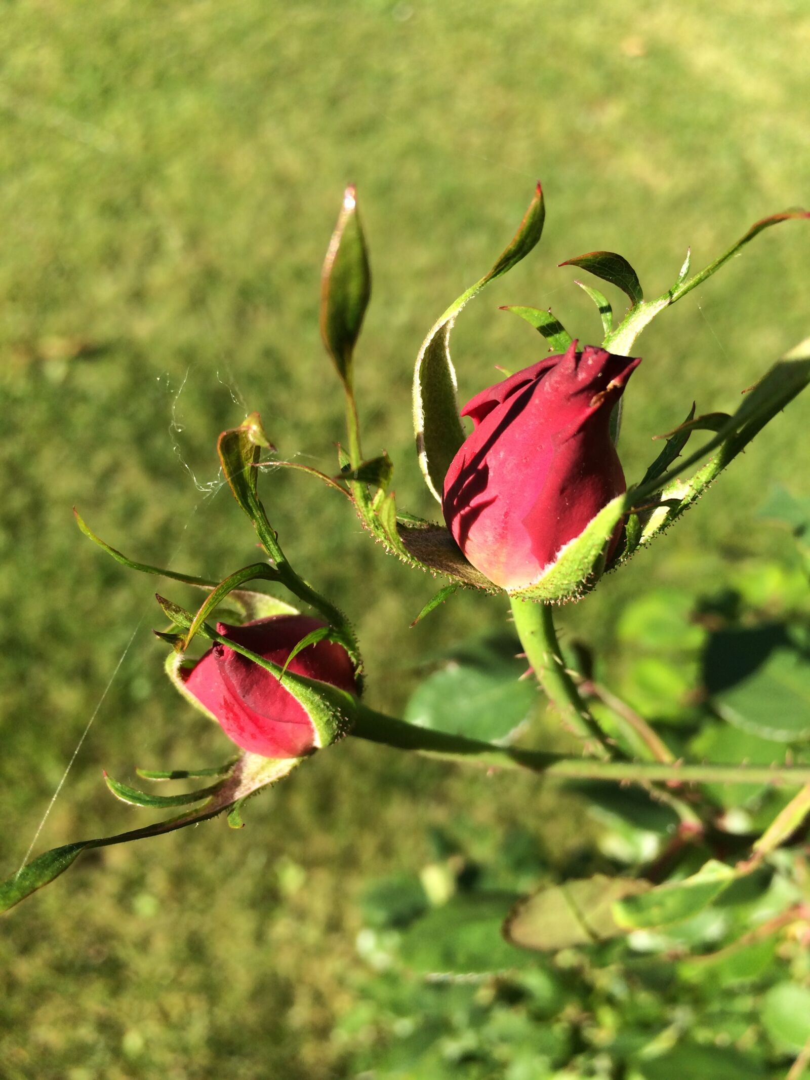 iPhone 5s back camera 4.15mm f/2.2 sample photo. Rose, garden, flower photography