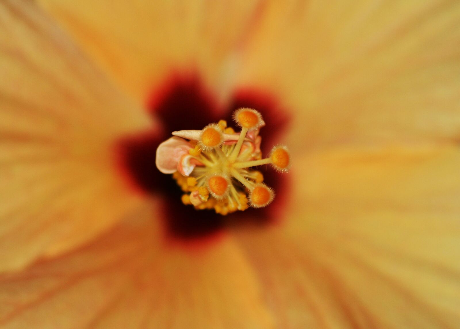 Canon EOS 400D (EOS Digital Rebel XTi / EOS Kiss Digital X) sample photo. Hollyhock flower, pistil, nature photography